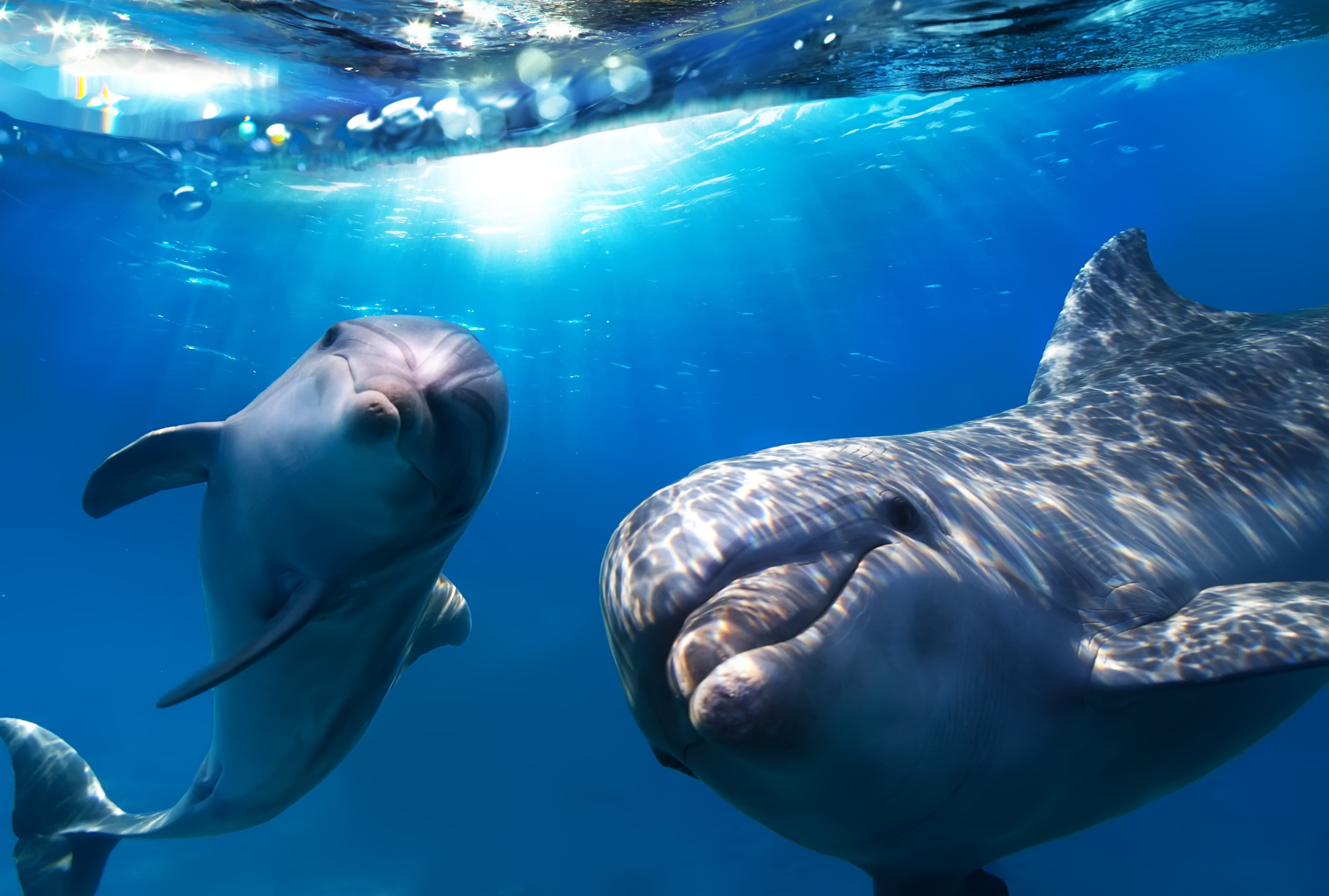 Animal deep. Дельфины. Дельфины под водой. Морской Дельфин. Дельфин в море.