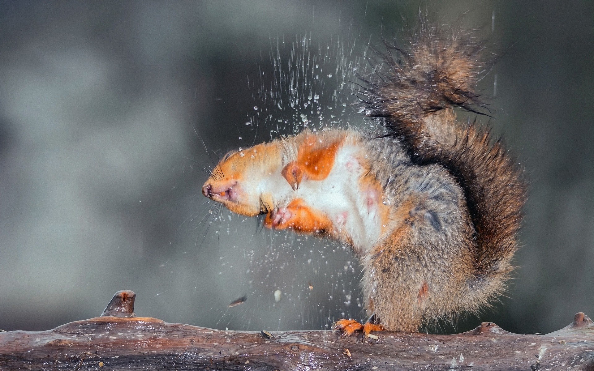 белок, животное, фото