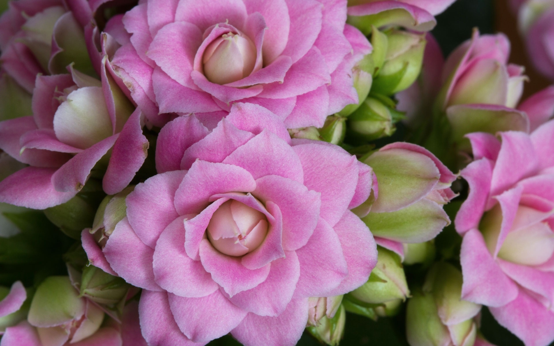 каменька, лучший из них, киссон