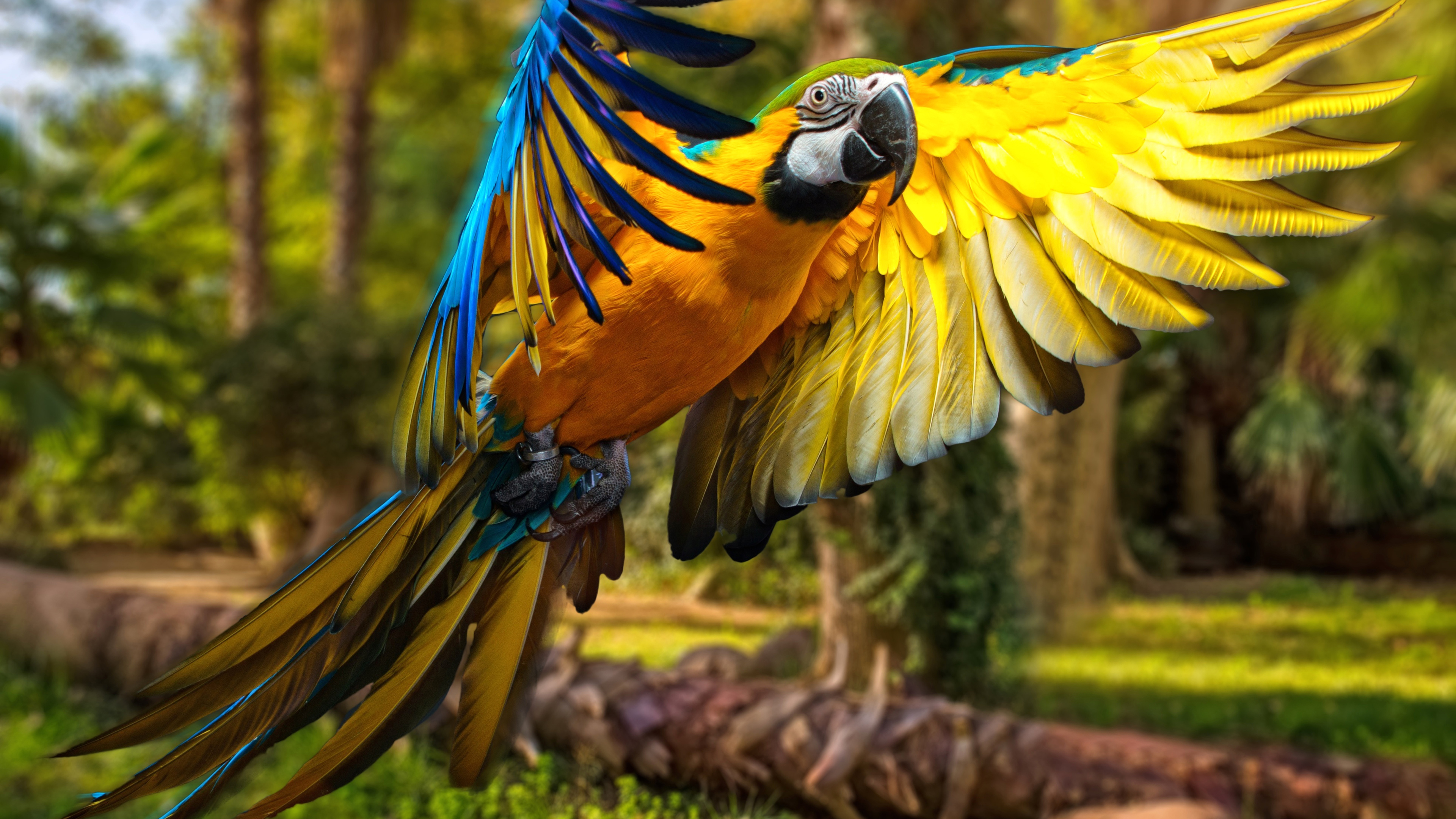 macaw, напугай, krasivostus