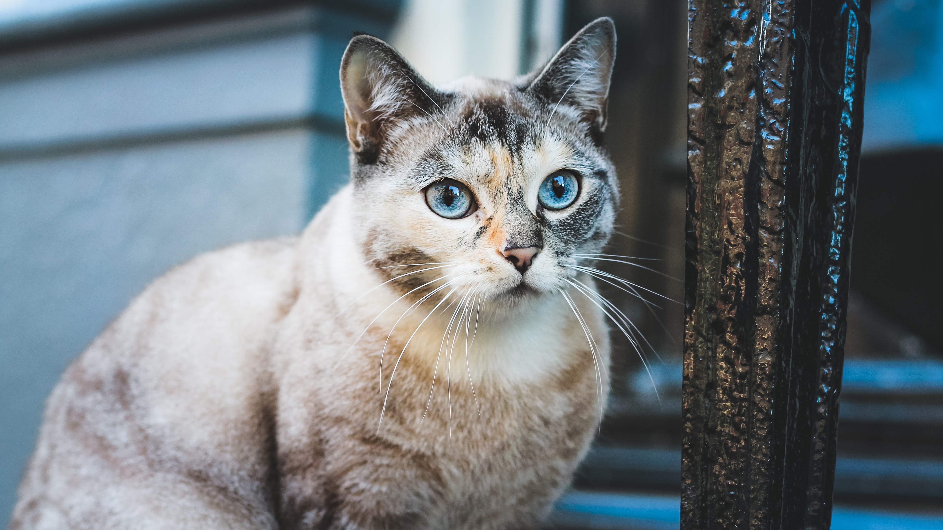 кот