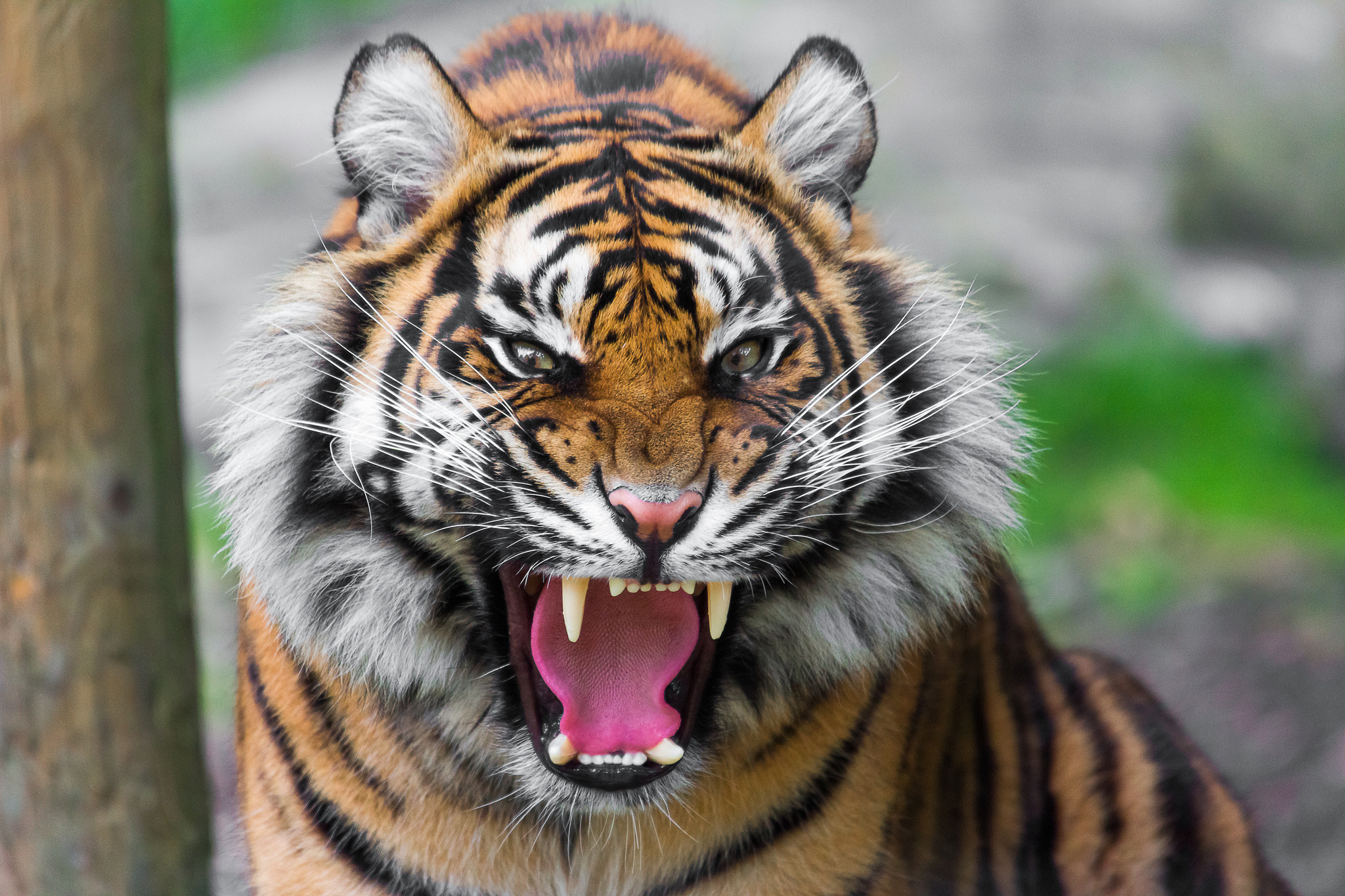 tigres, para, imagen
