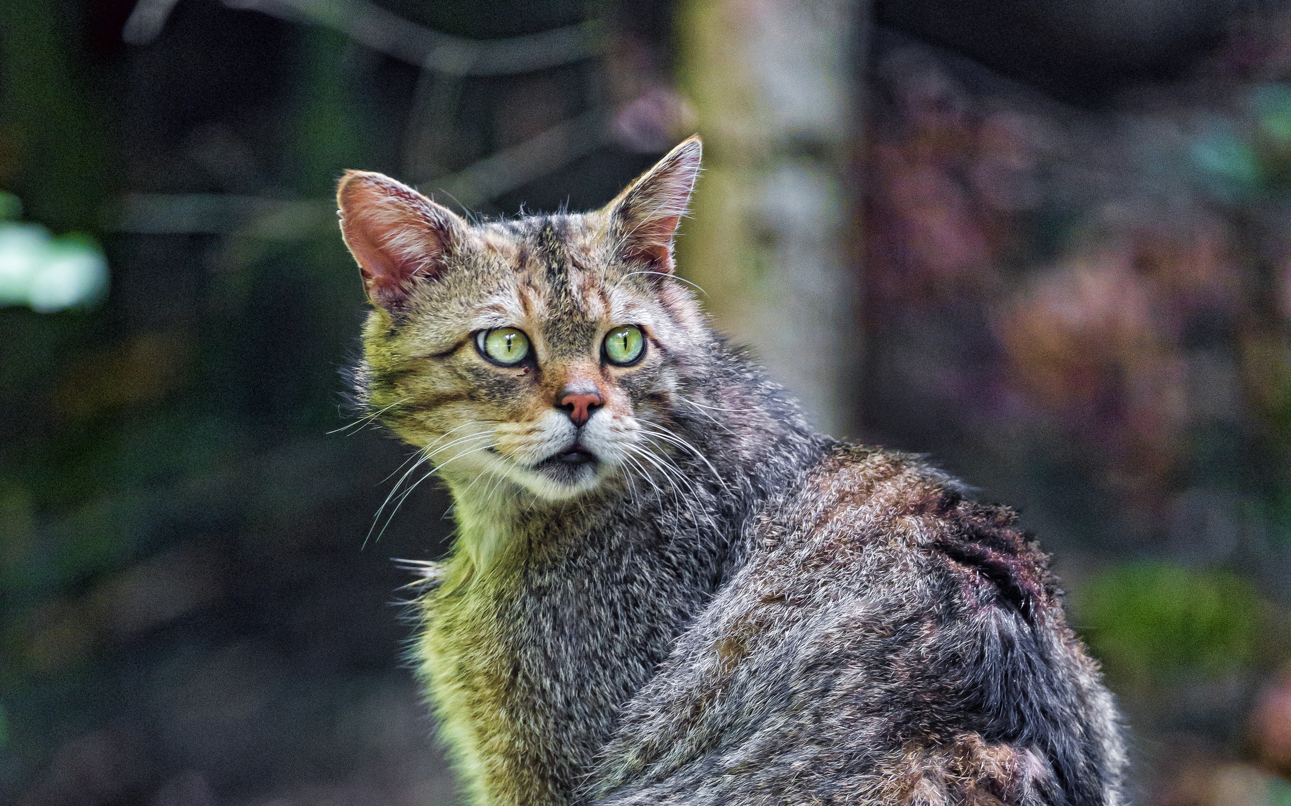 дикое, животное