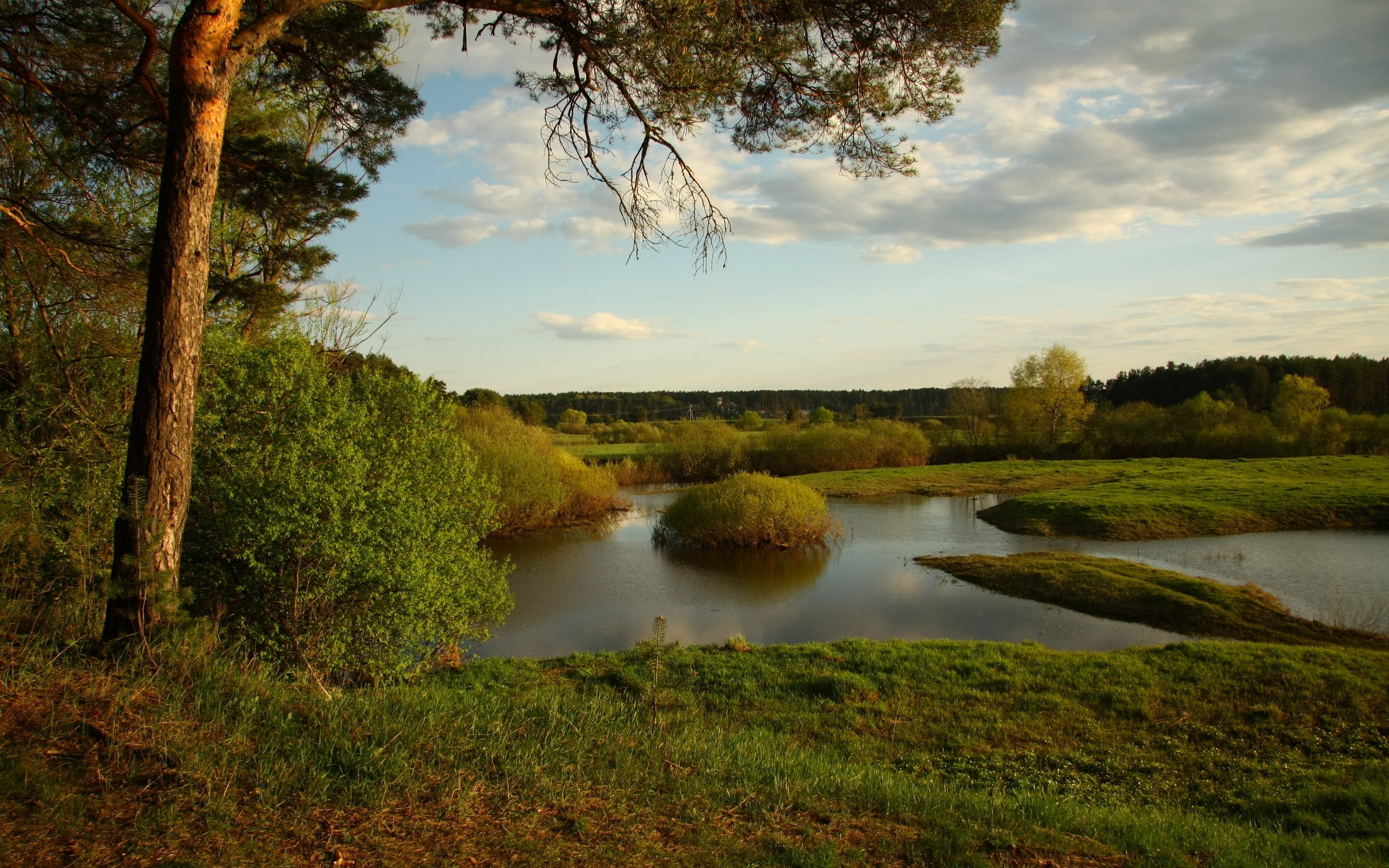 сосна, река, натурал