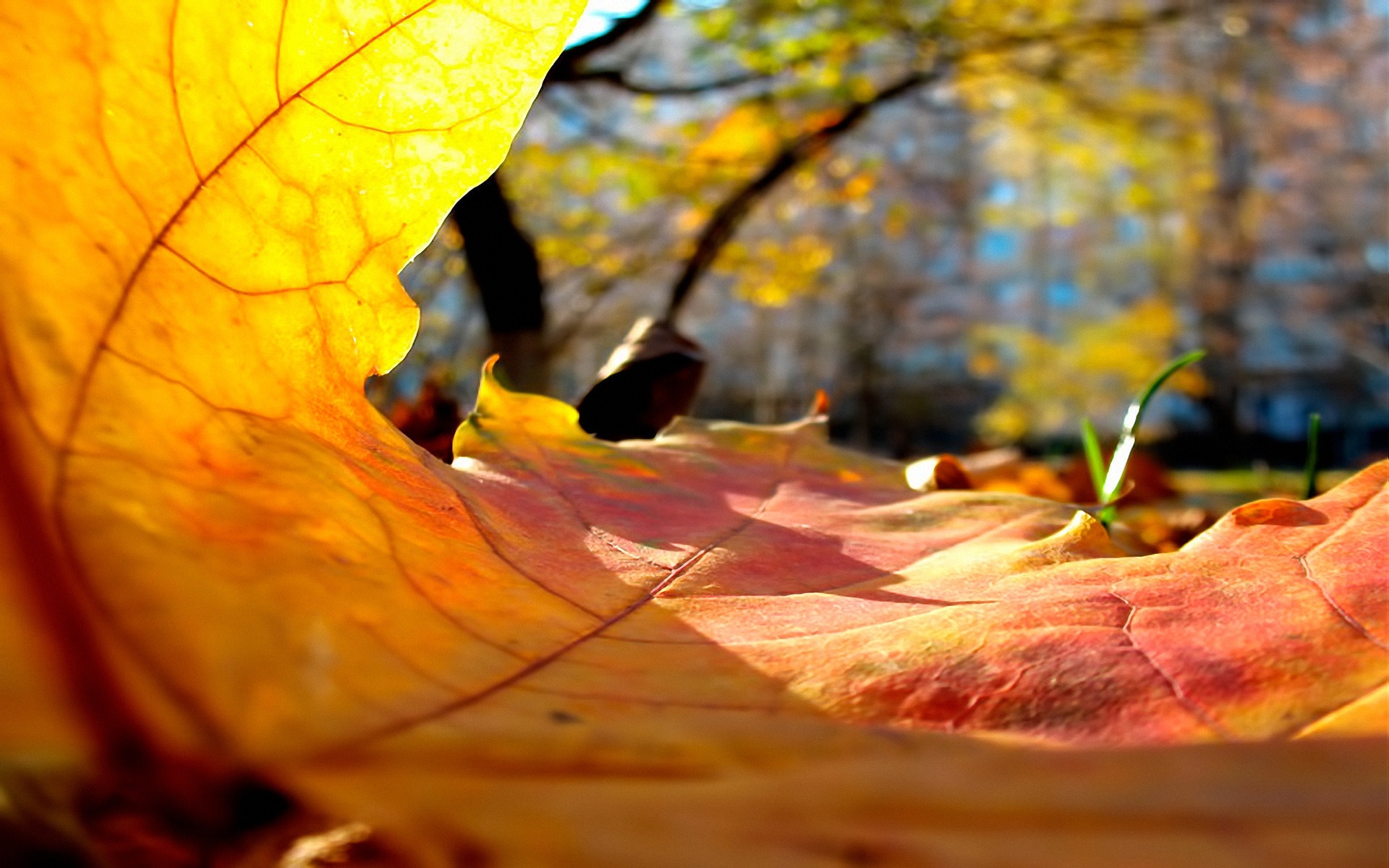 природа, осень, вода, листва, красная загрузить