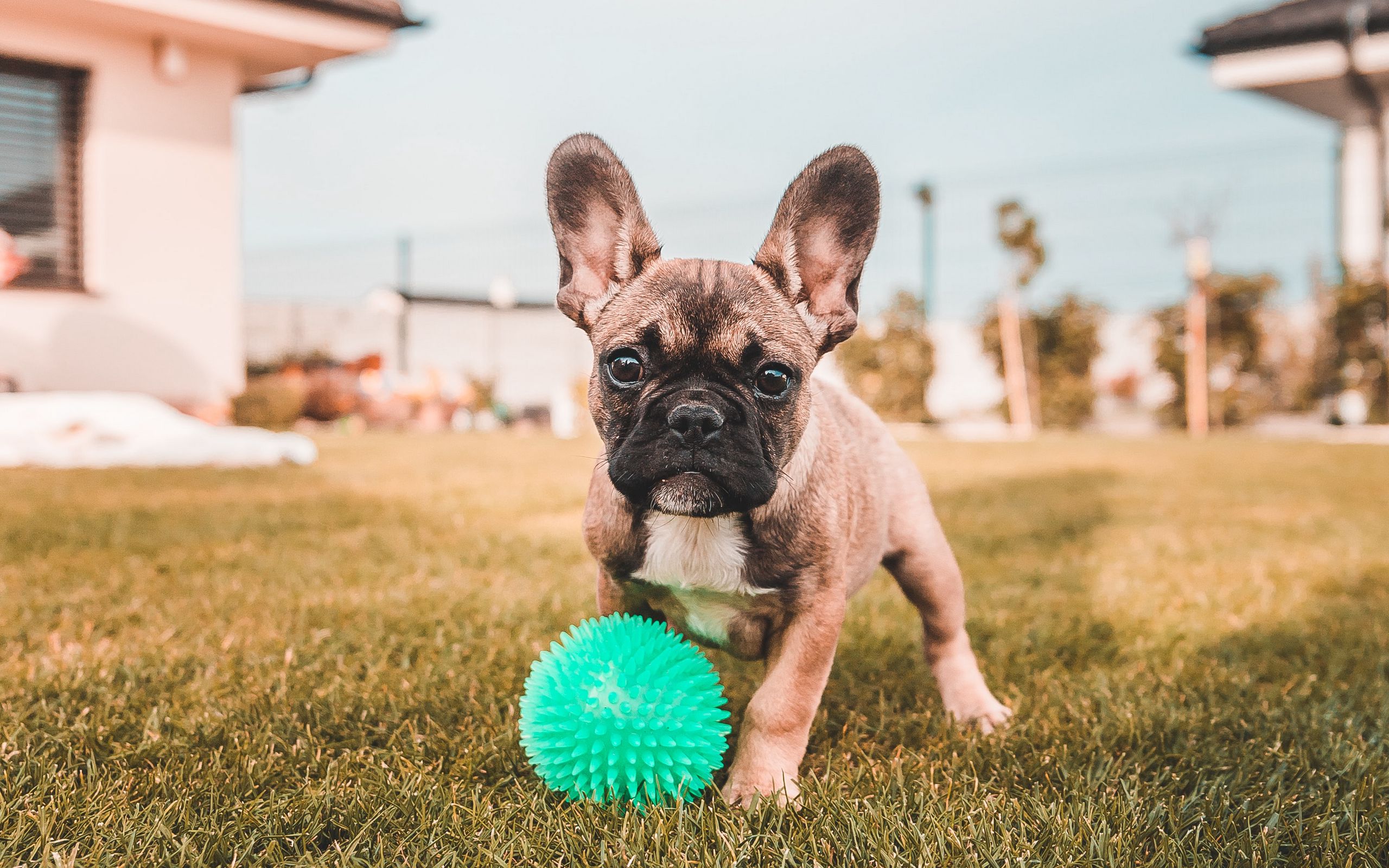 ipad, бульдог, французское