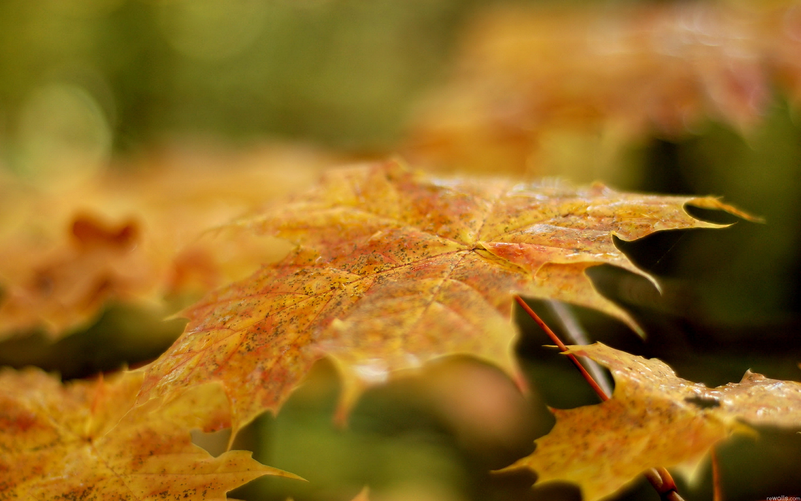 you, макро, природа