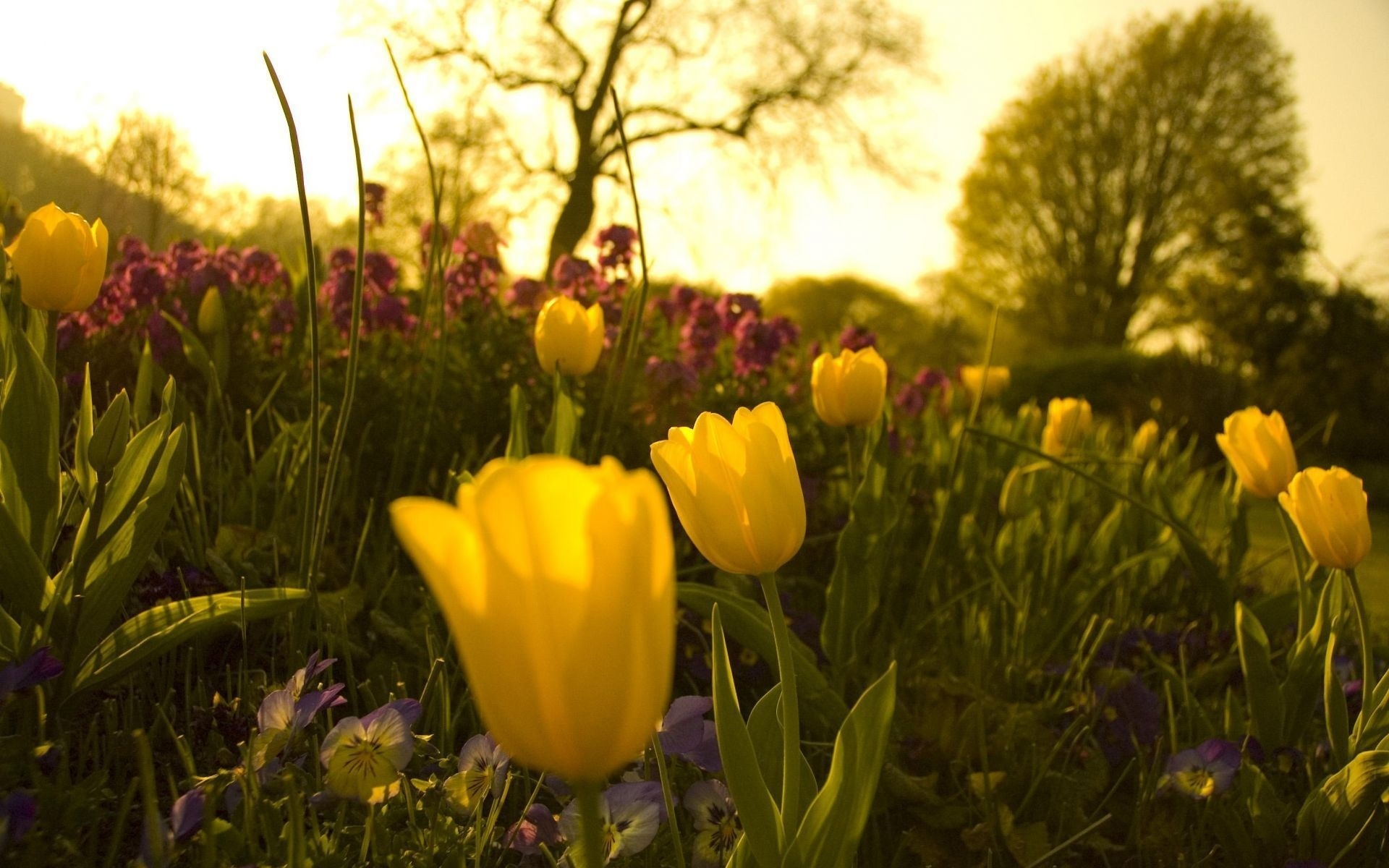 цветы, весна, сад