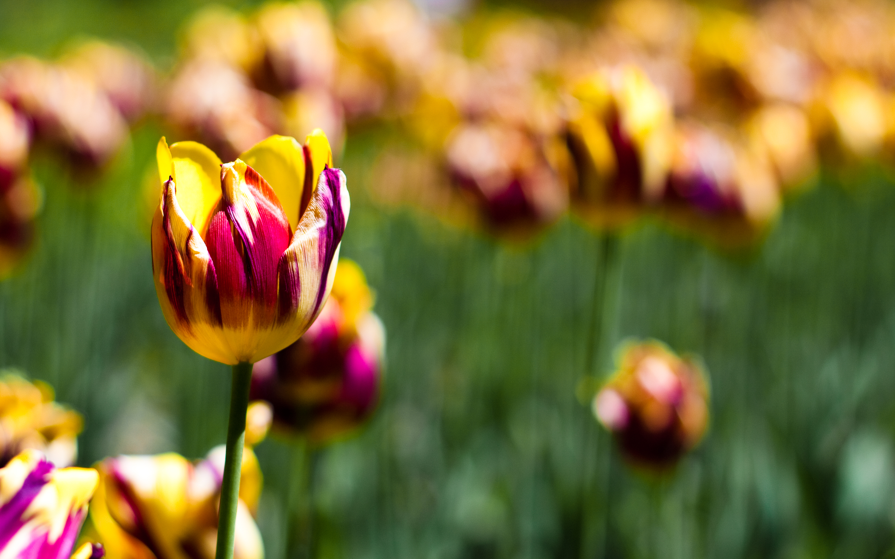 природа тюльпаны цветы бесплатно