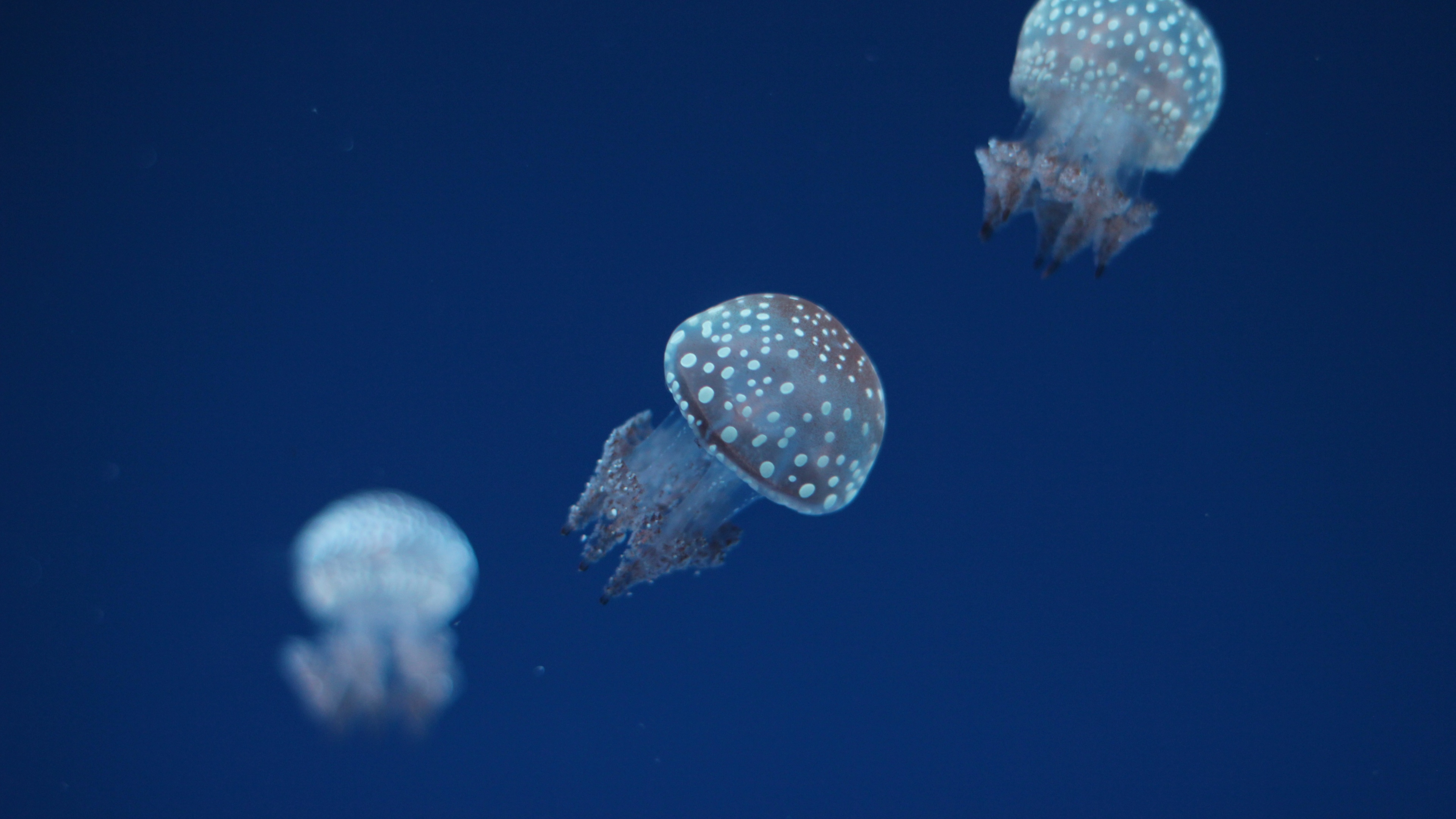 underwater, world, rate