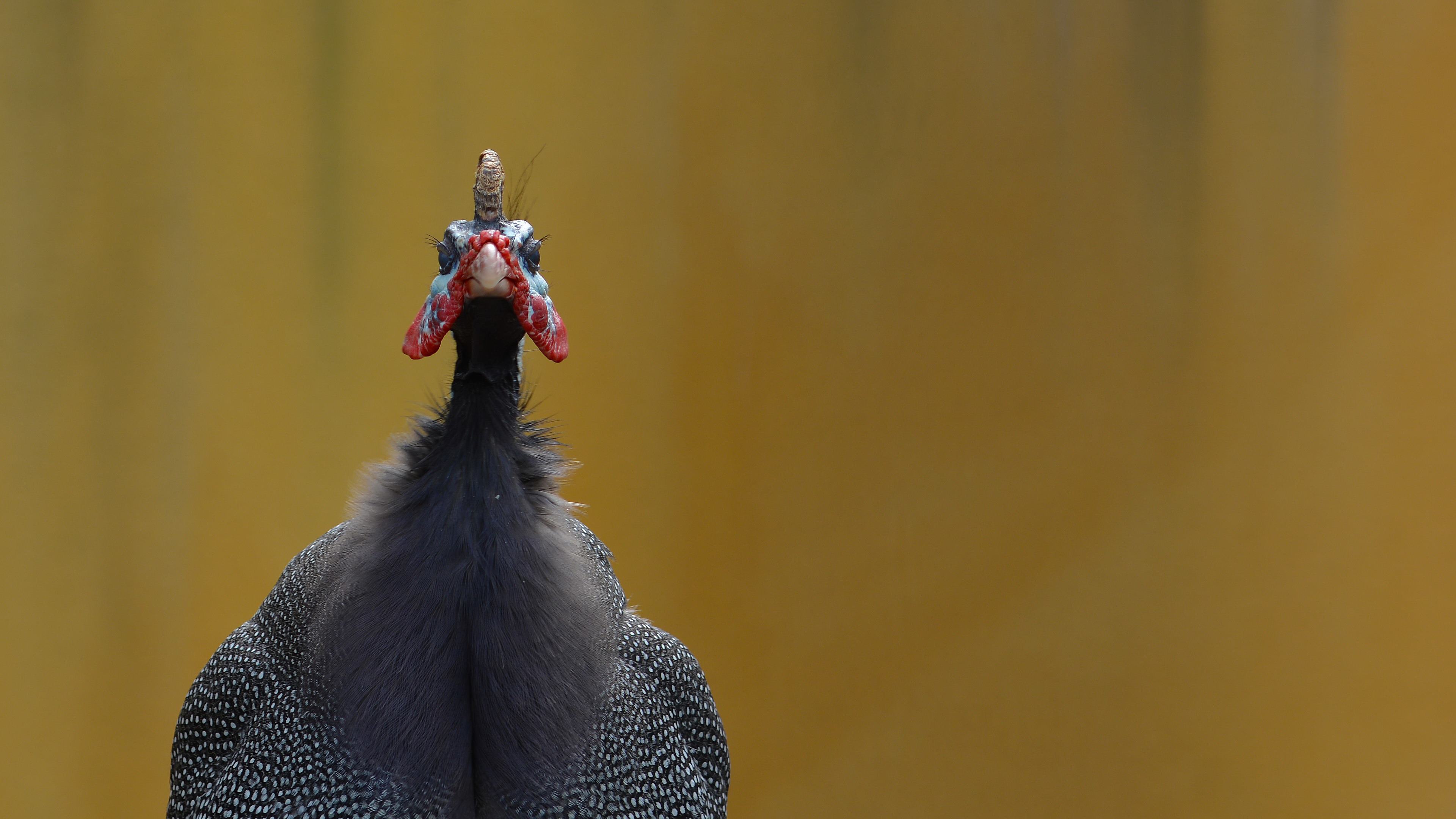 verde, индианки, peafowl