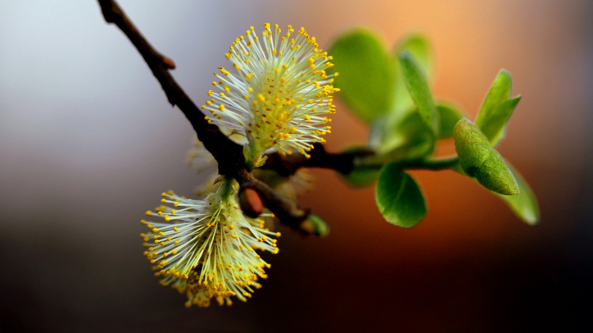 есть крупный план ветви с желтыми цветами