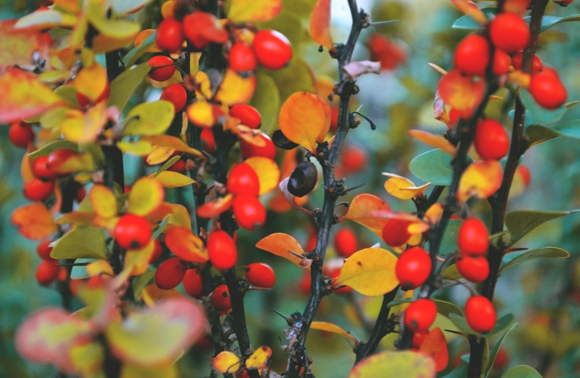 оранжевый, растение