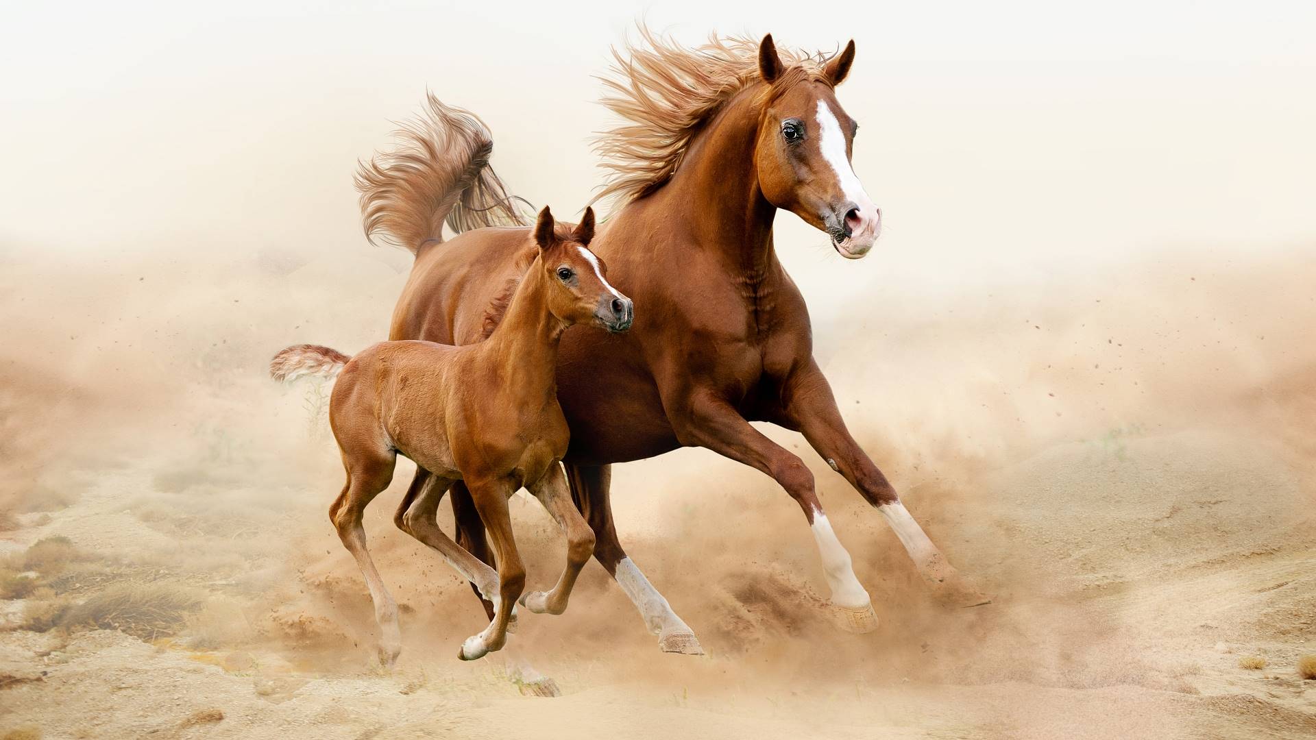 елки, животные