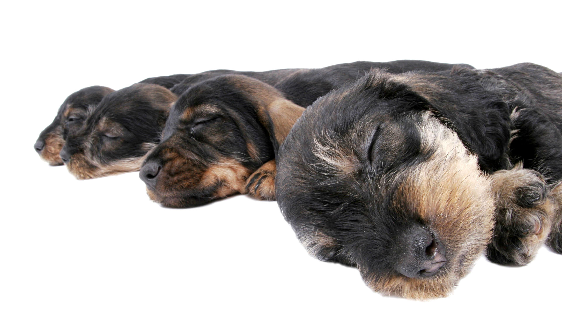 три маленькие собачки спят вместе на белой поверхности