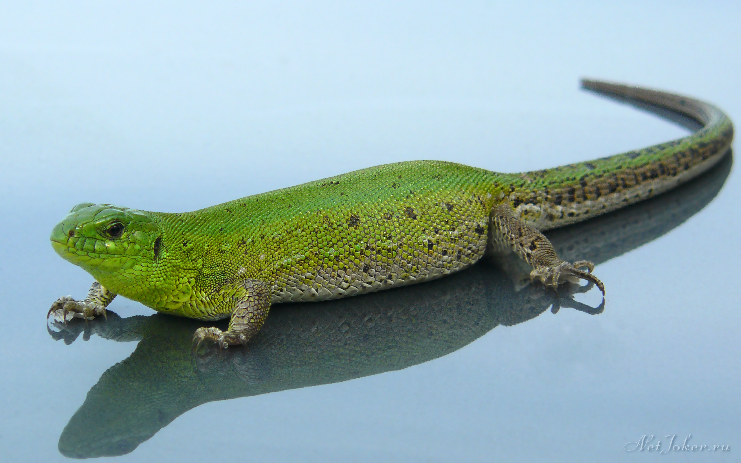 ящерица, сидящая на отражающей поверхности с вытянутым хвостом