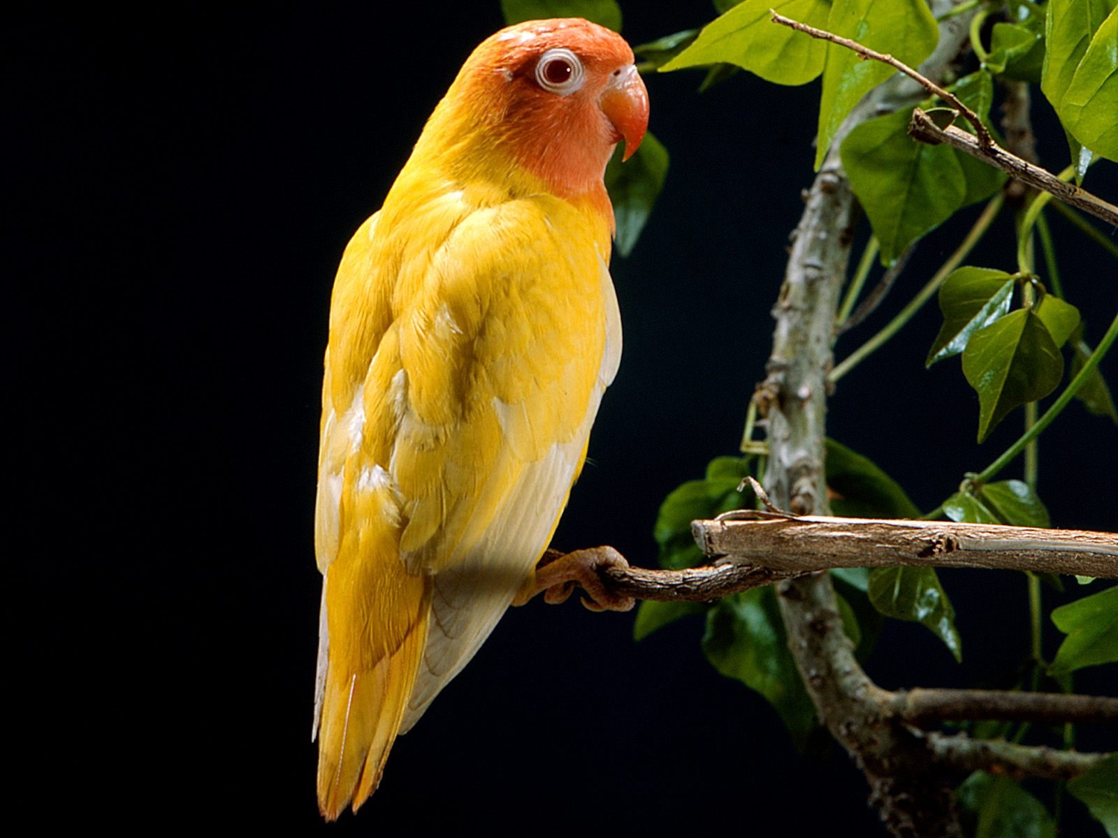 Желтая птичка скачать