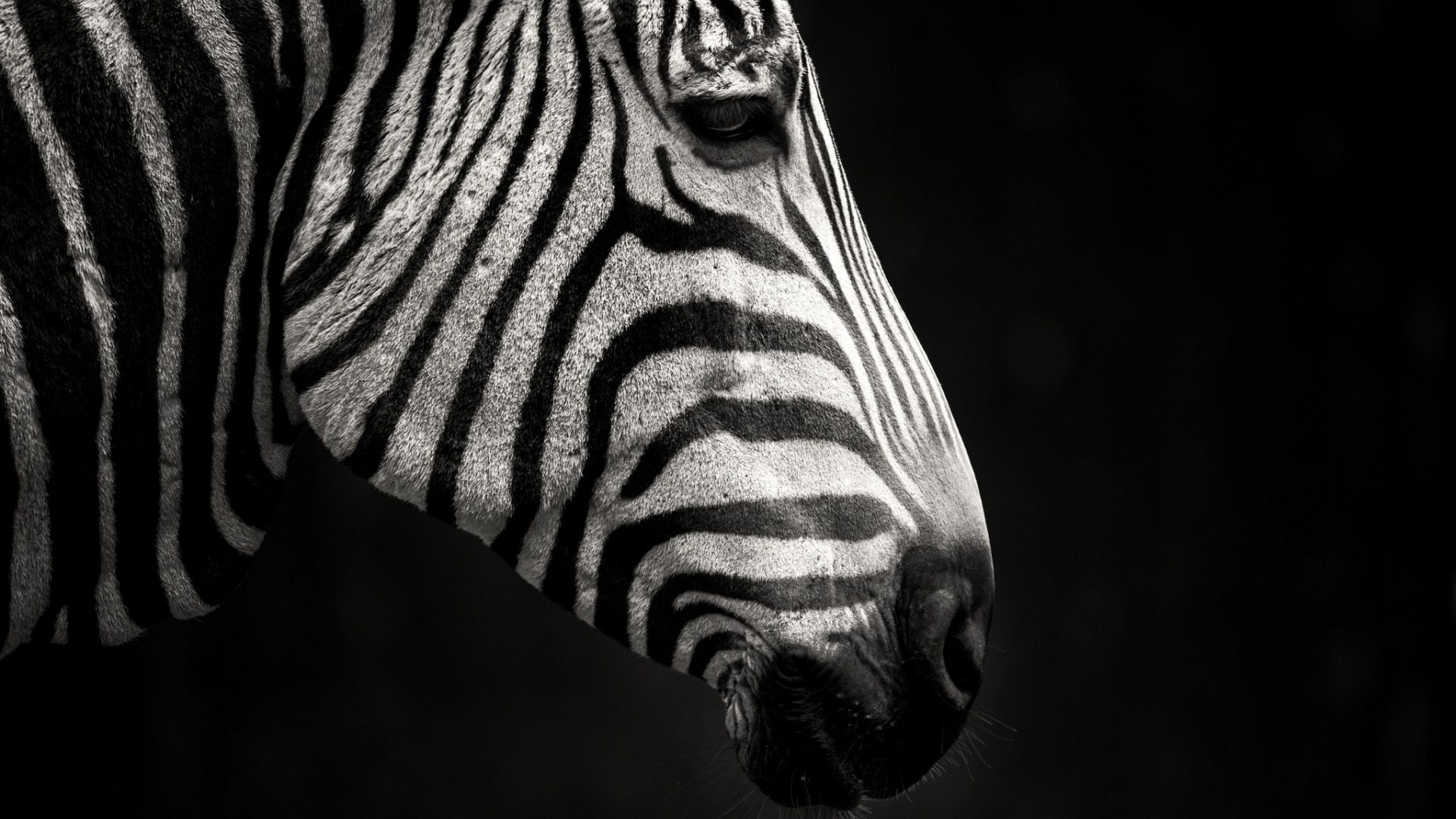 zebra, iphone, profile