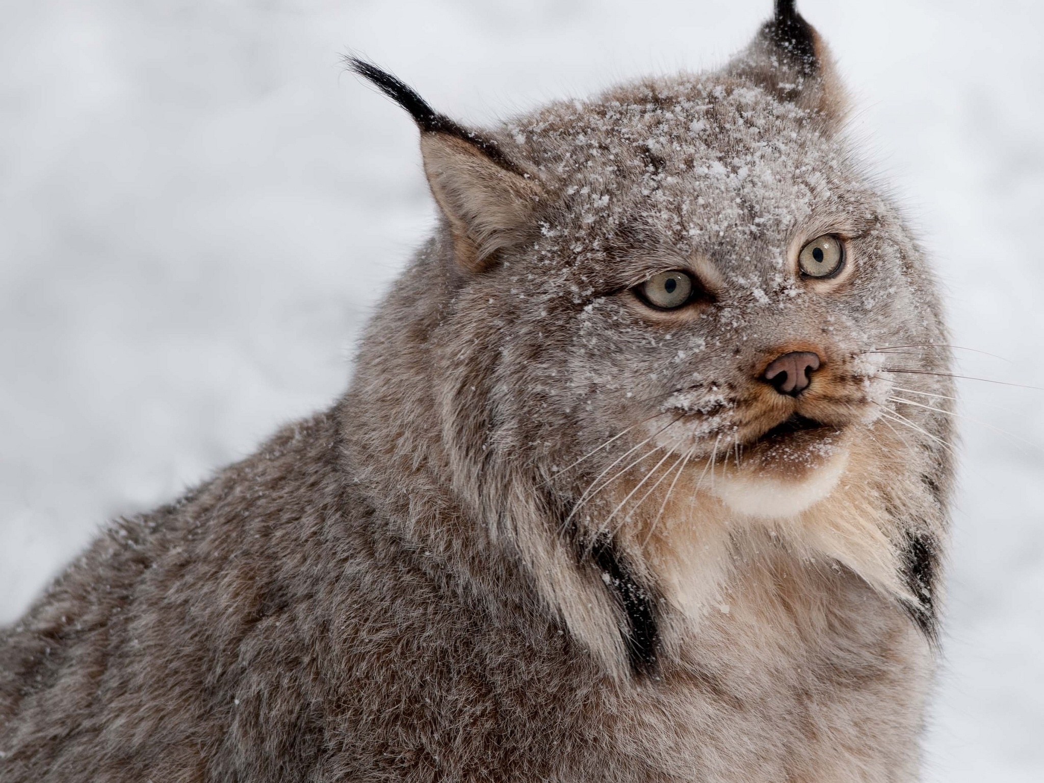 племянница, лобо, изображения