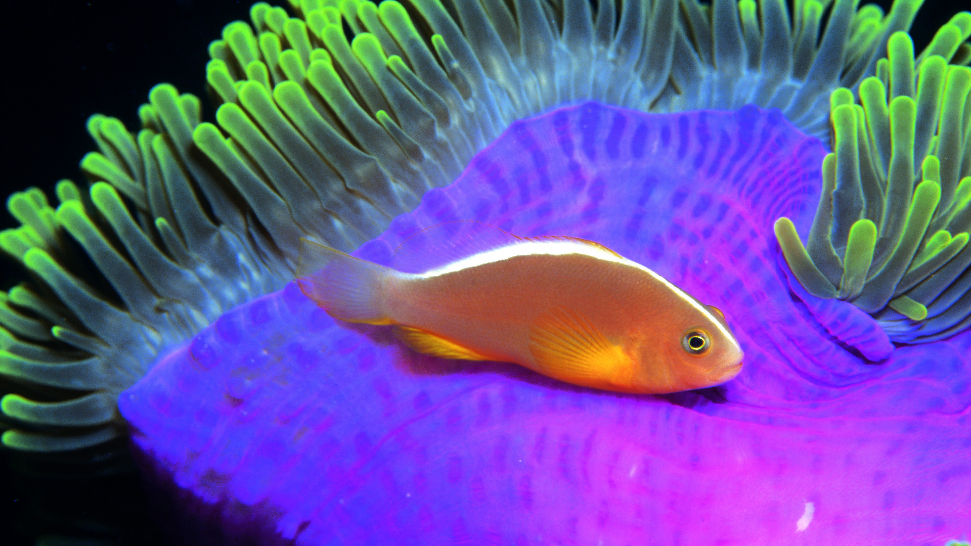 золотая рыбка рыба