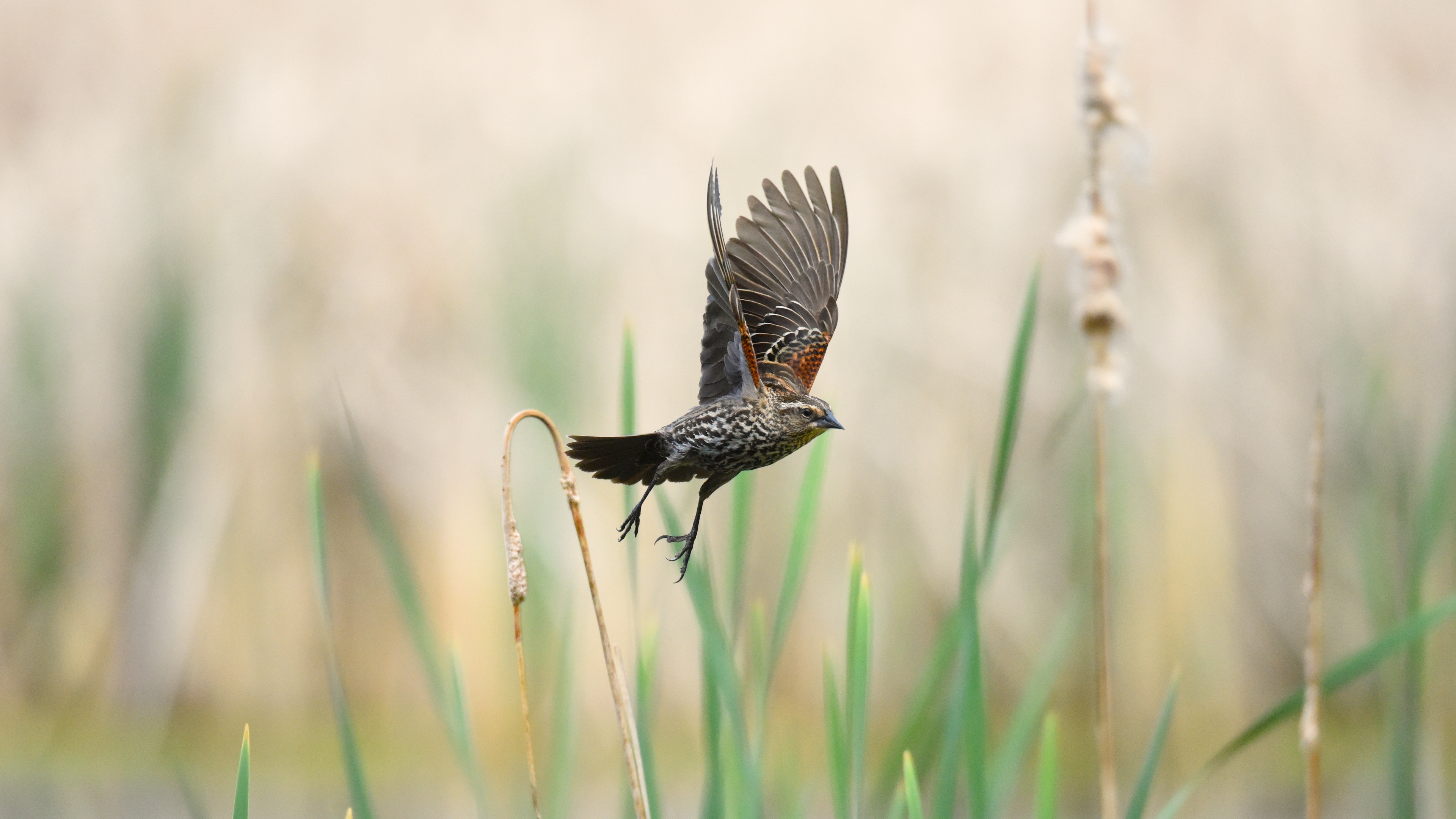 есть птица, которая летит над травой