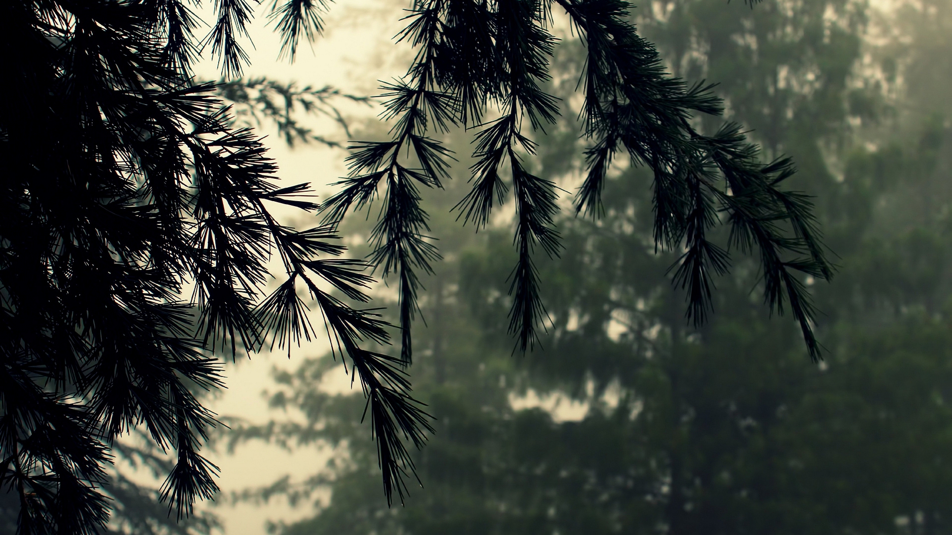 amazon, роберт, ветвь