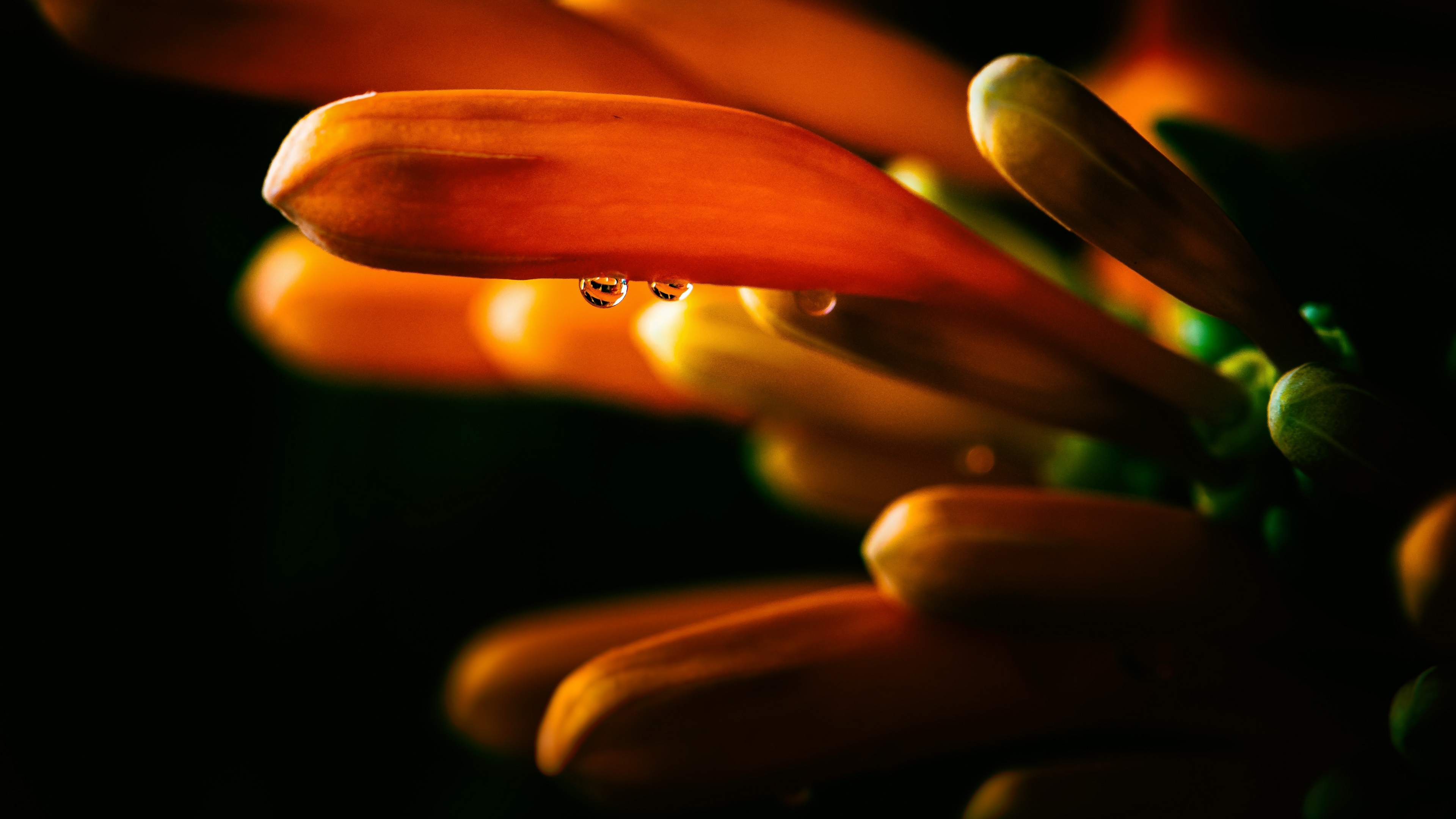 цветы, лоза, оранжевый