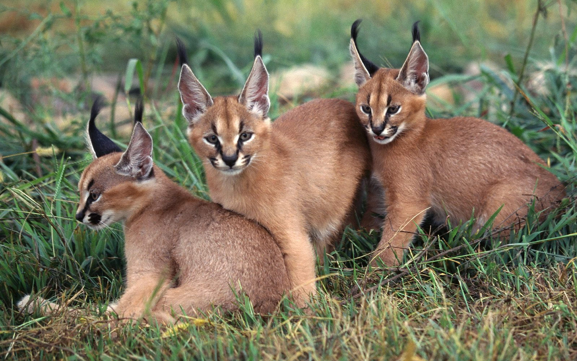 каракал, lynx