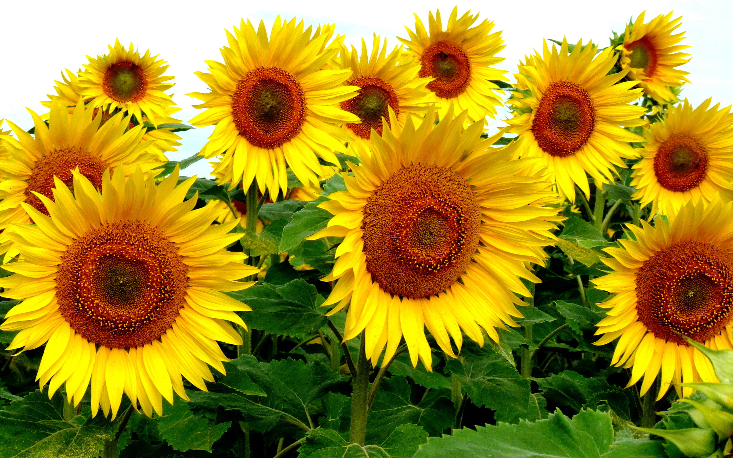 Sunflower plant. Подсолнечник (Helianthus). Подсолнух Кримсон. Подсолнечник однолетний Бамбино. Сингента подсолнух.