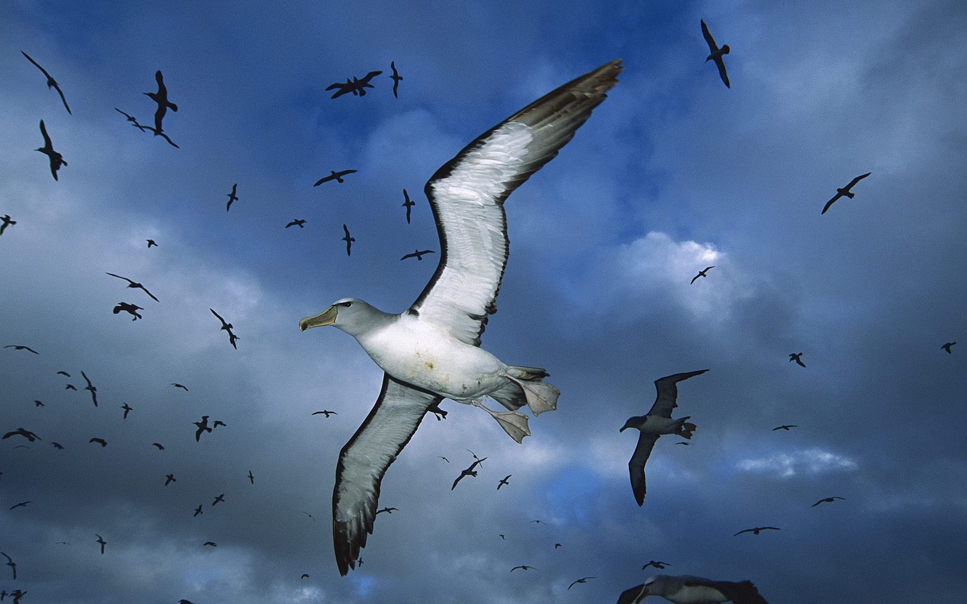 albatros, albatross, buna