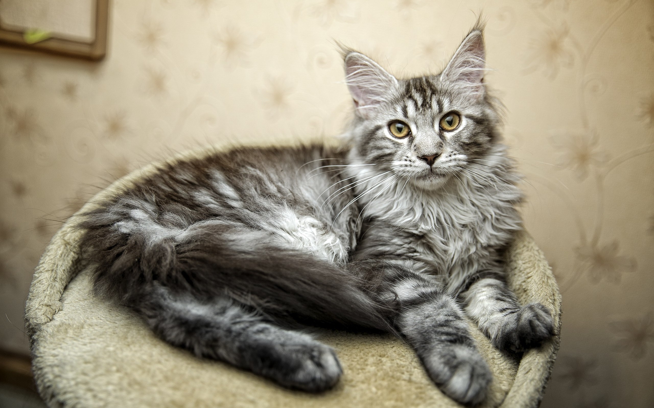записей, серая, кот