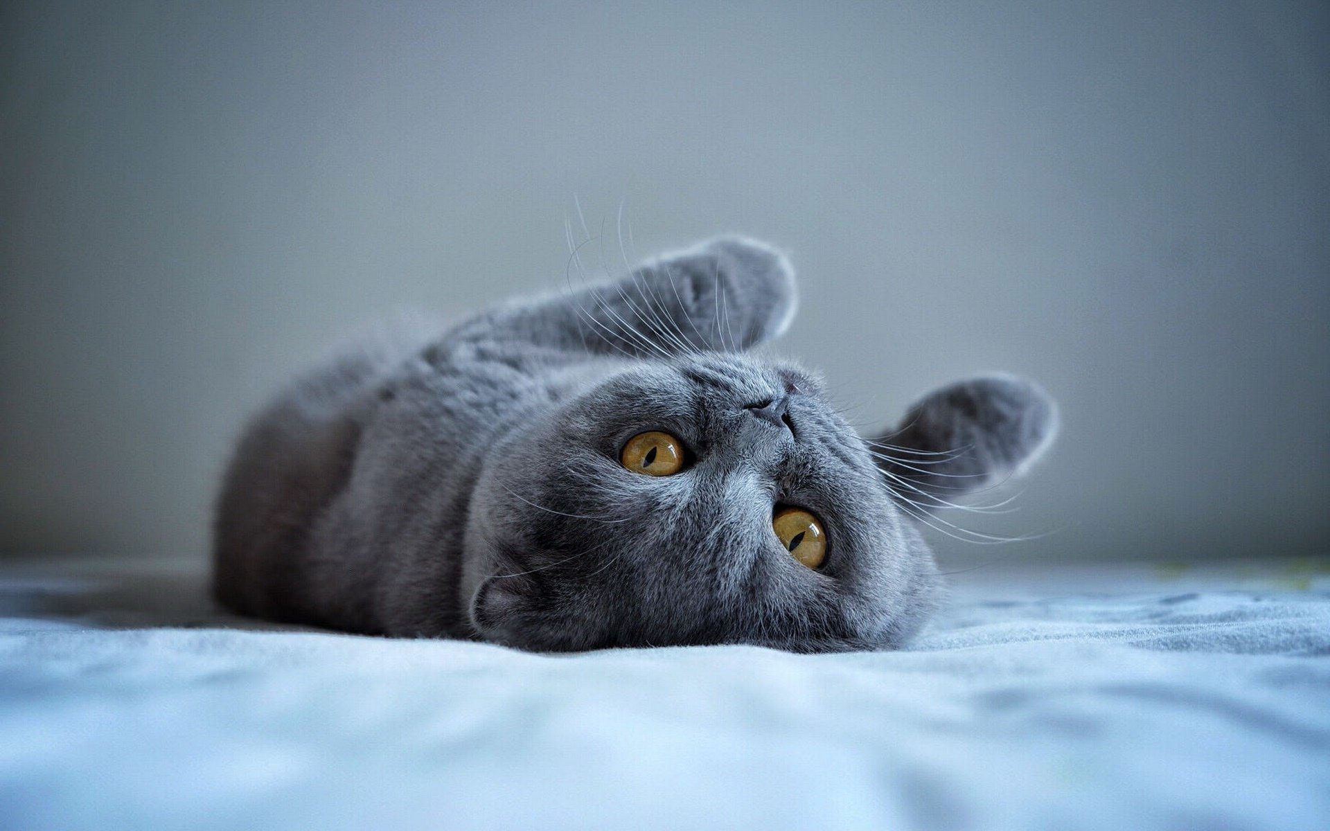 мягкий, русский, например