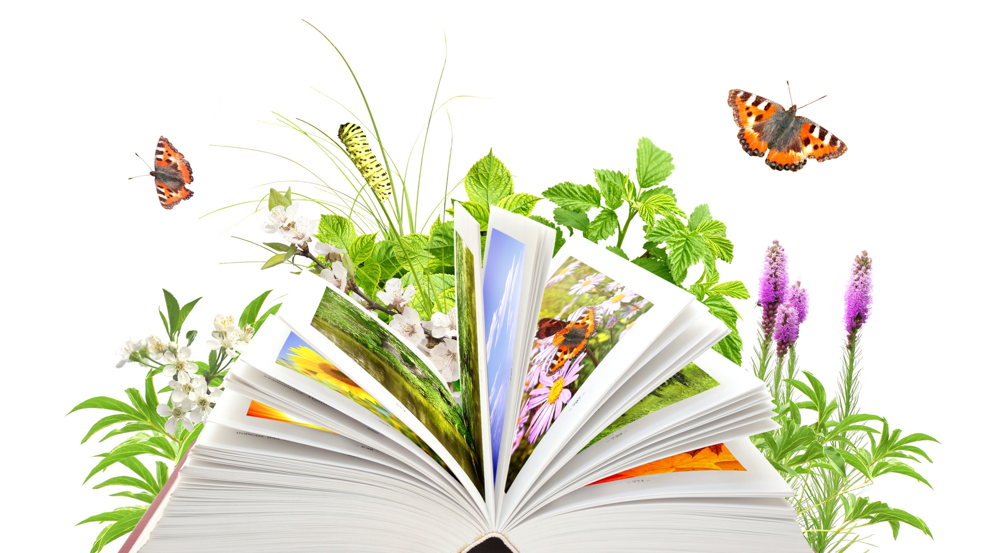 libro, naturaleza, archivo