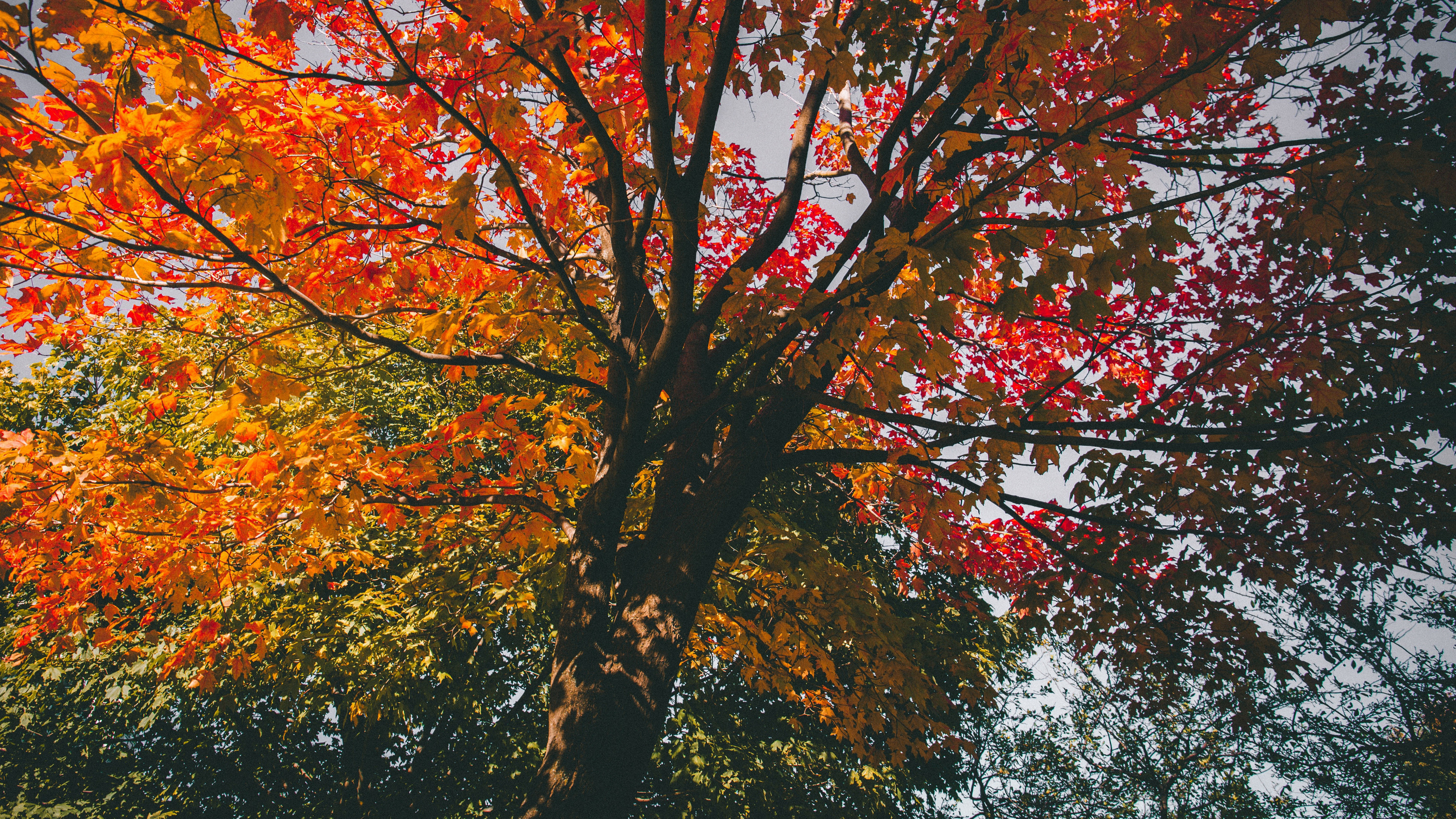 цвет, взгляд