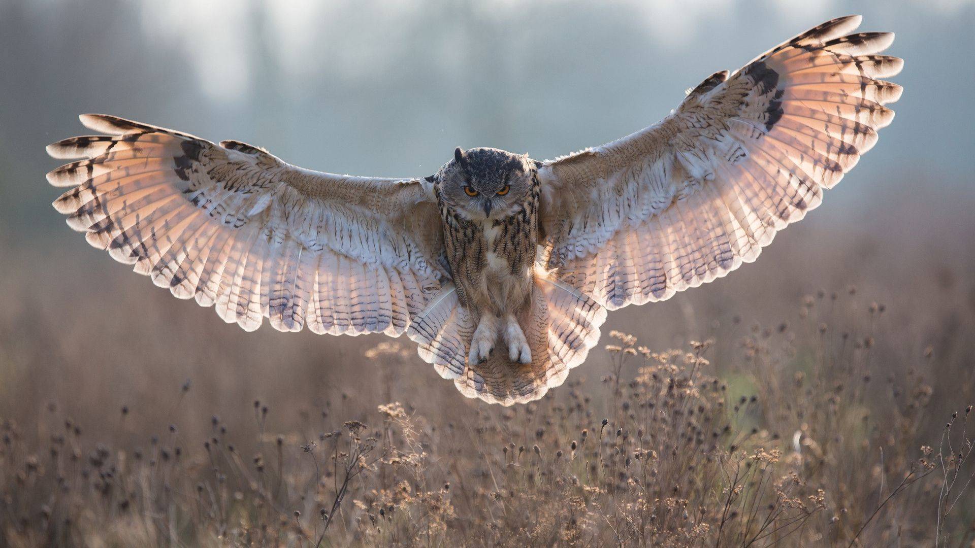 крило, полотно, сова