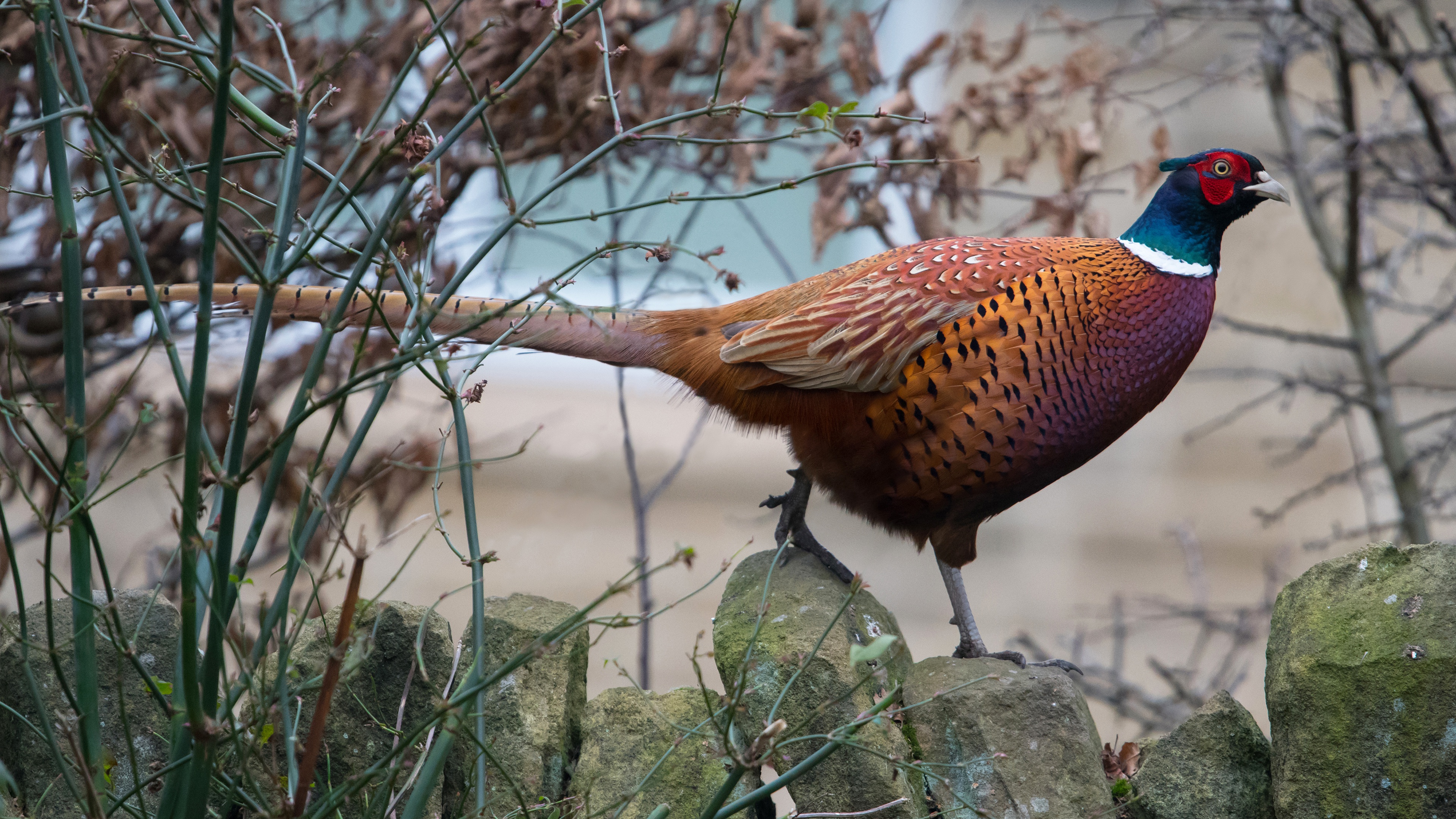 Фазан фото. Зелёный фазан / Phasianus versicolor. Уссурийский фазан. Кубанский фазан. Маньчжурский фазан.