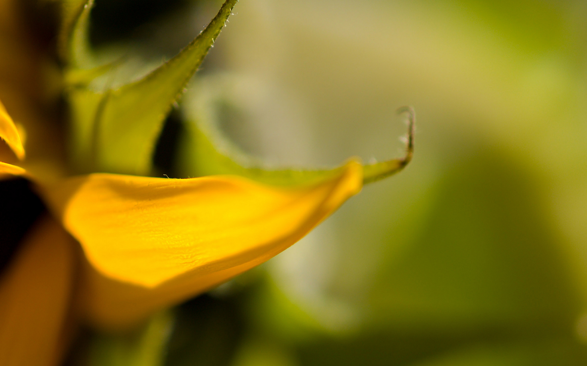bidibidi, flower