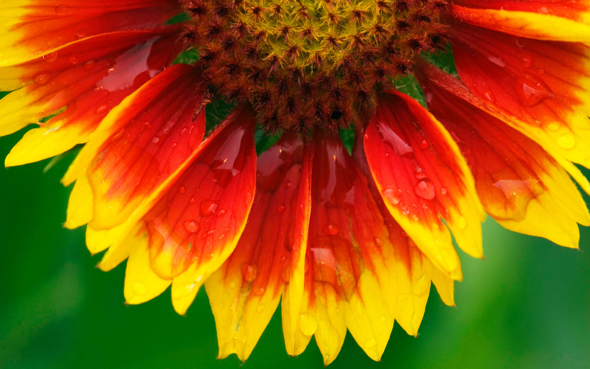 flowers Фон № 47043 разрешение 1920x1200