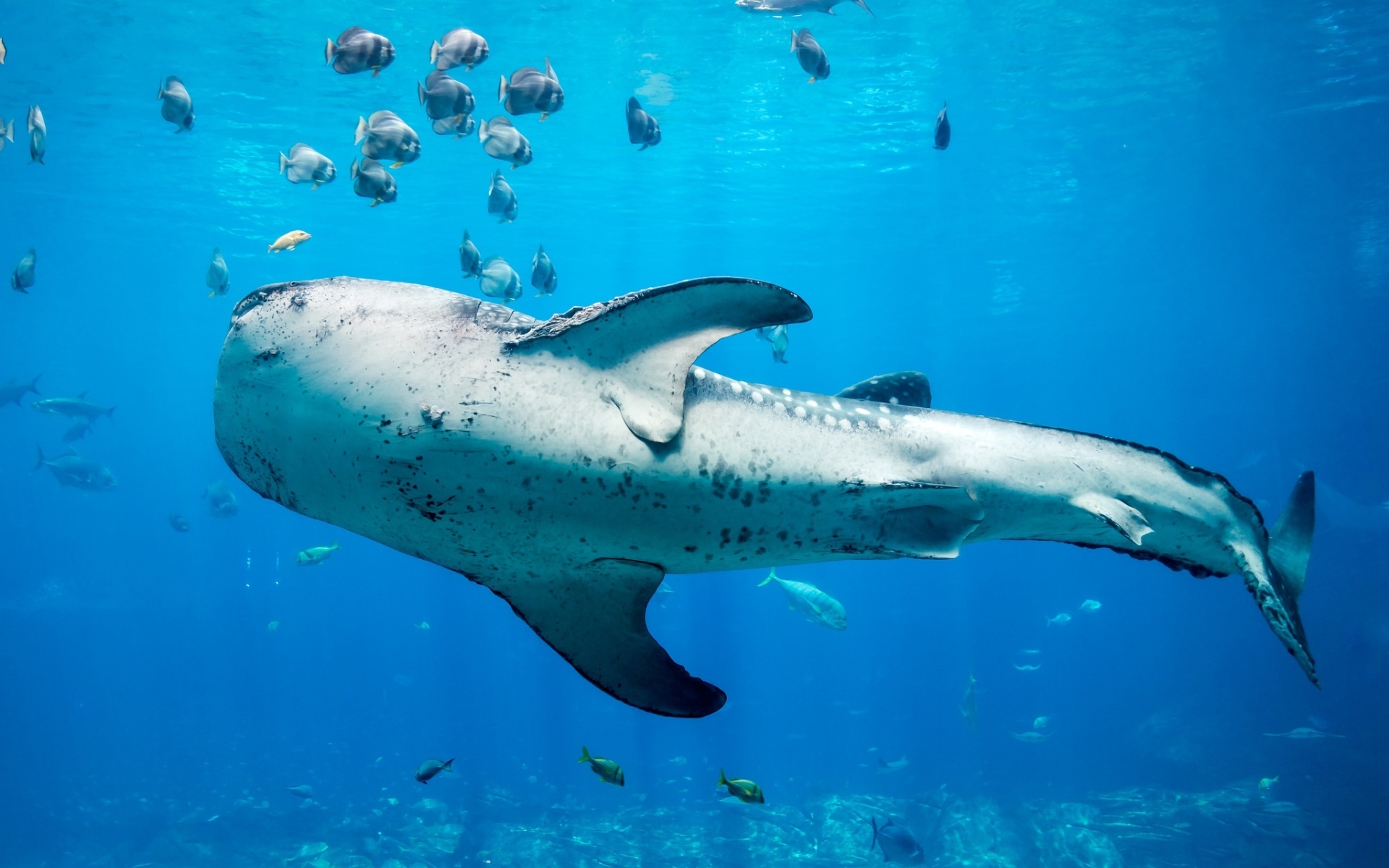 акула, кит, underwater