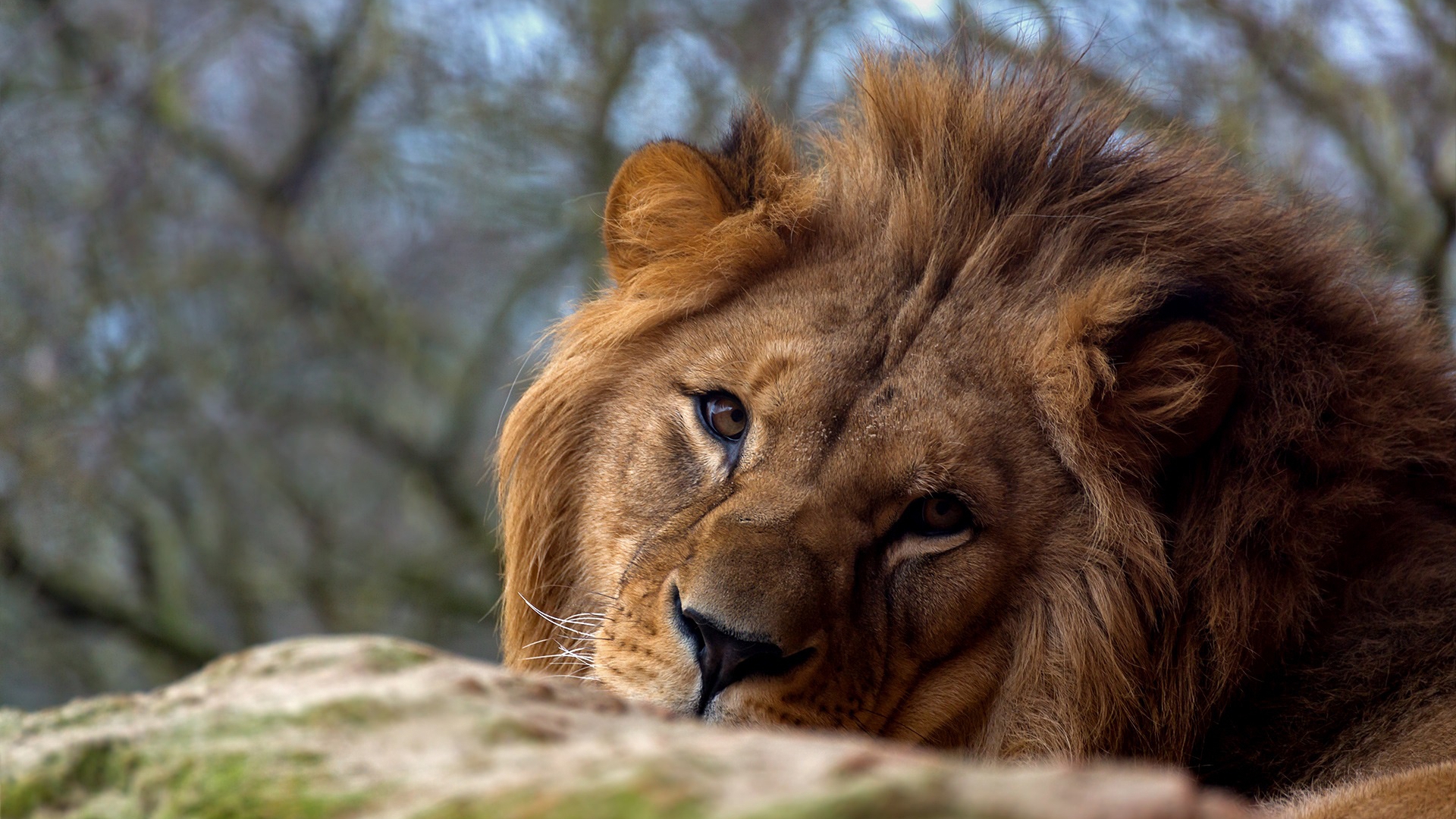 vzglyad, levyi, lion
