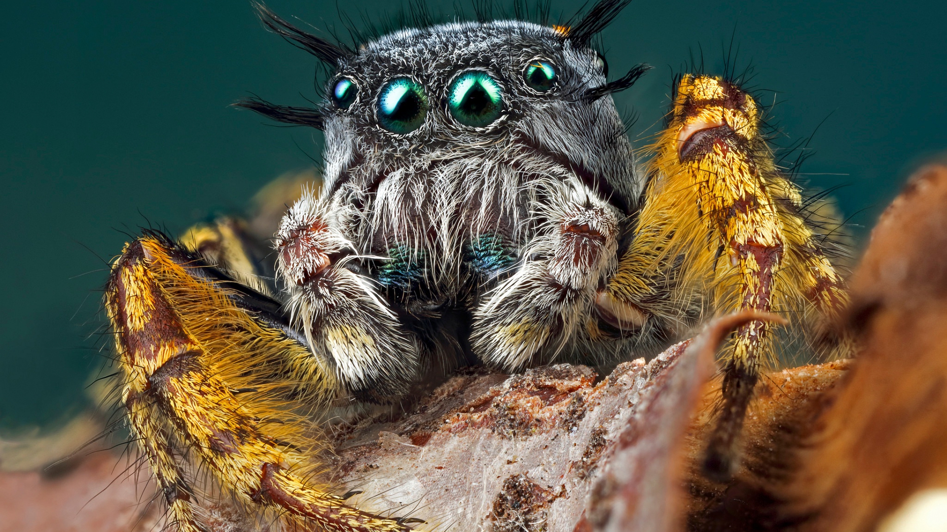 makryi, четвертый, норвежский