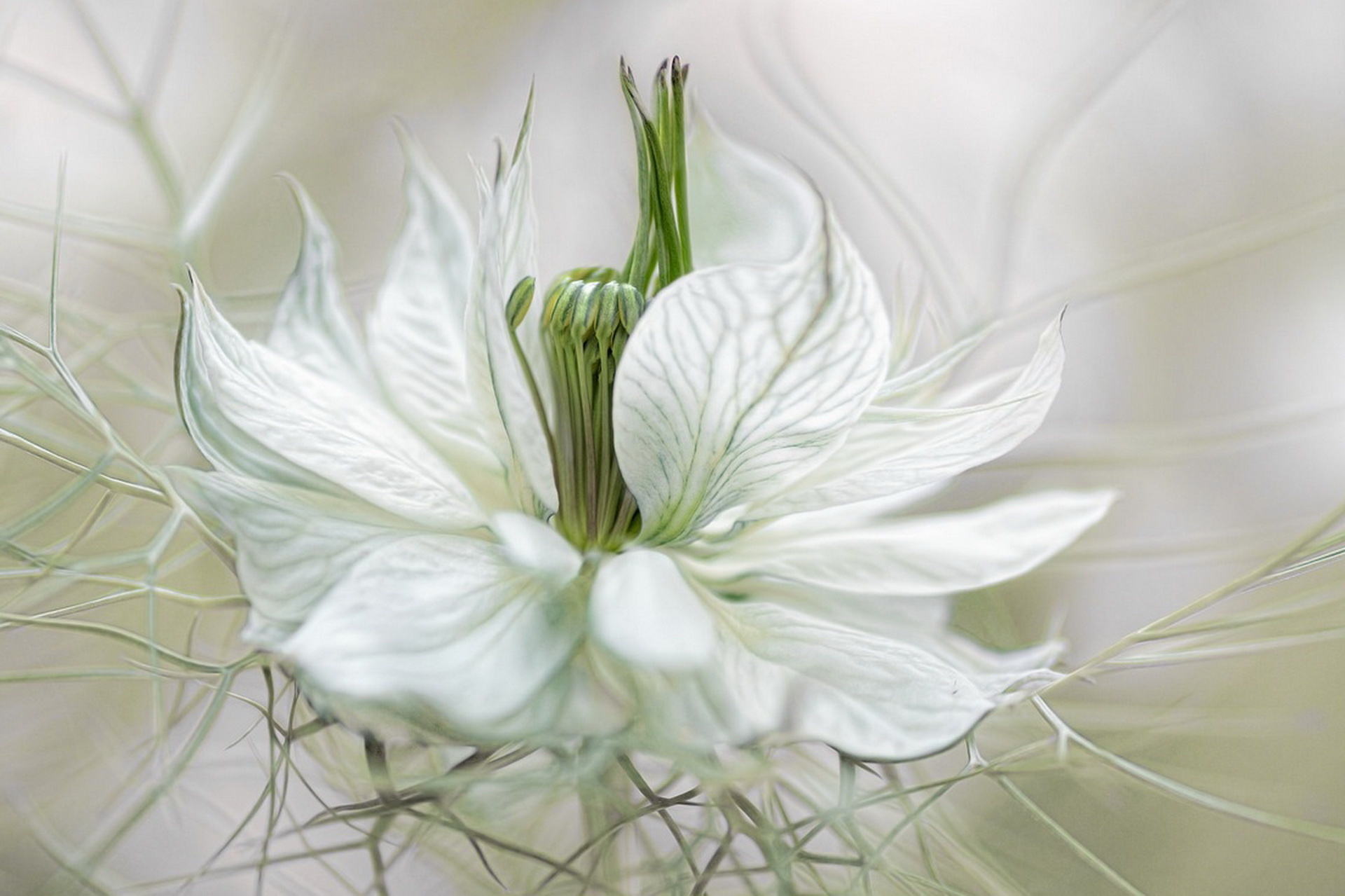 искусство, ездау, классика