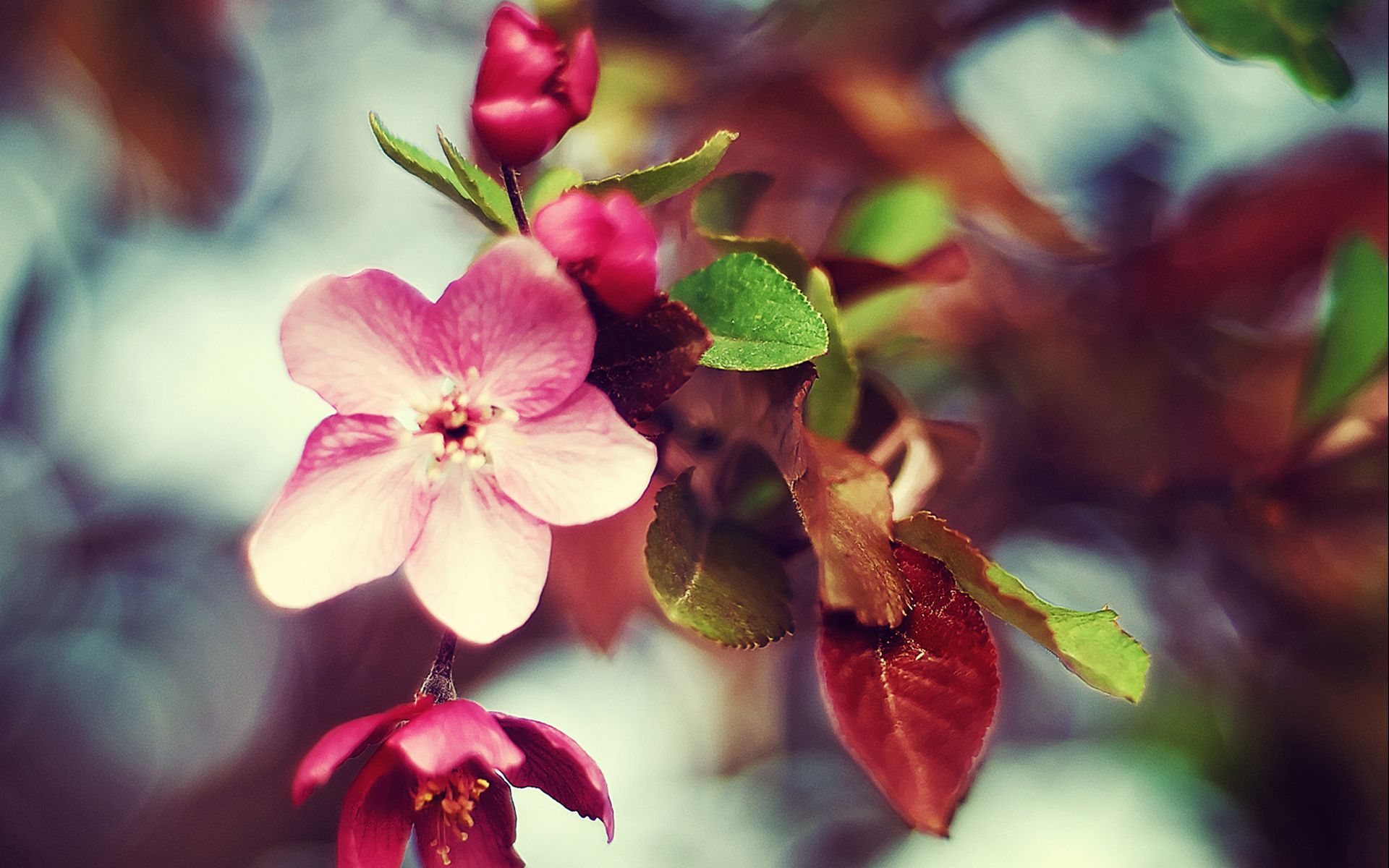 есть розовый цветок на ветке с зелеными листьями