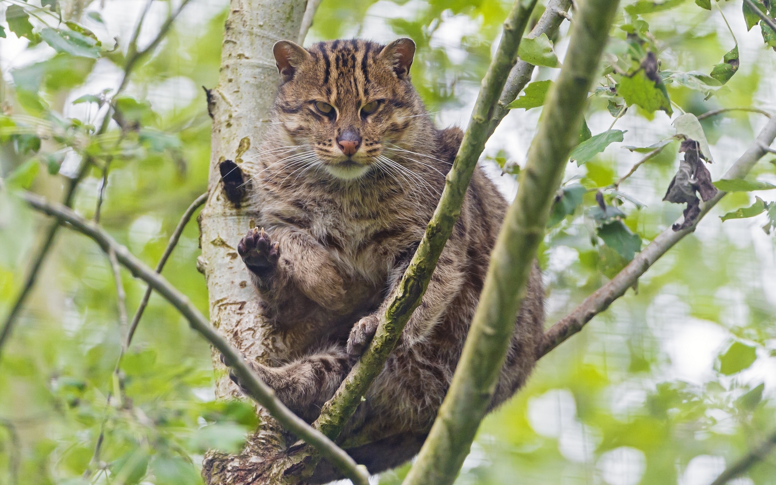 кот, лес, камыш