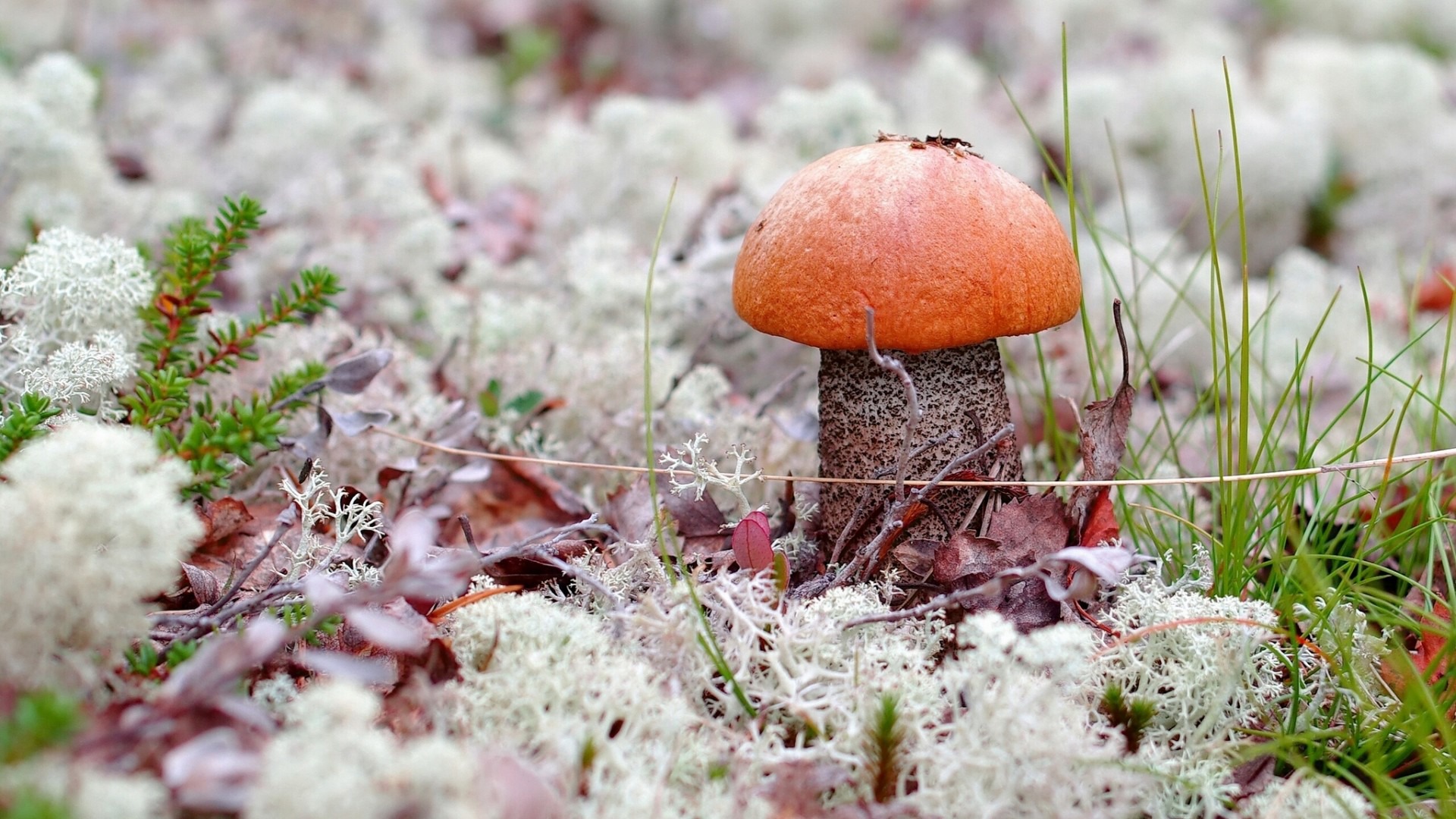 макро, трава, mushroom