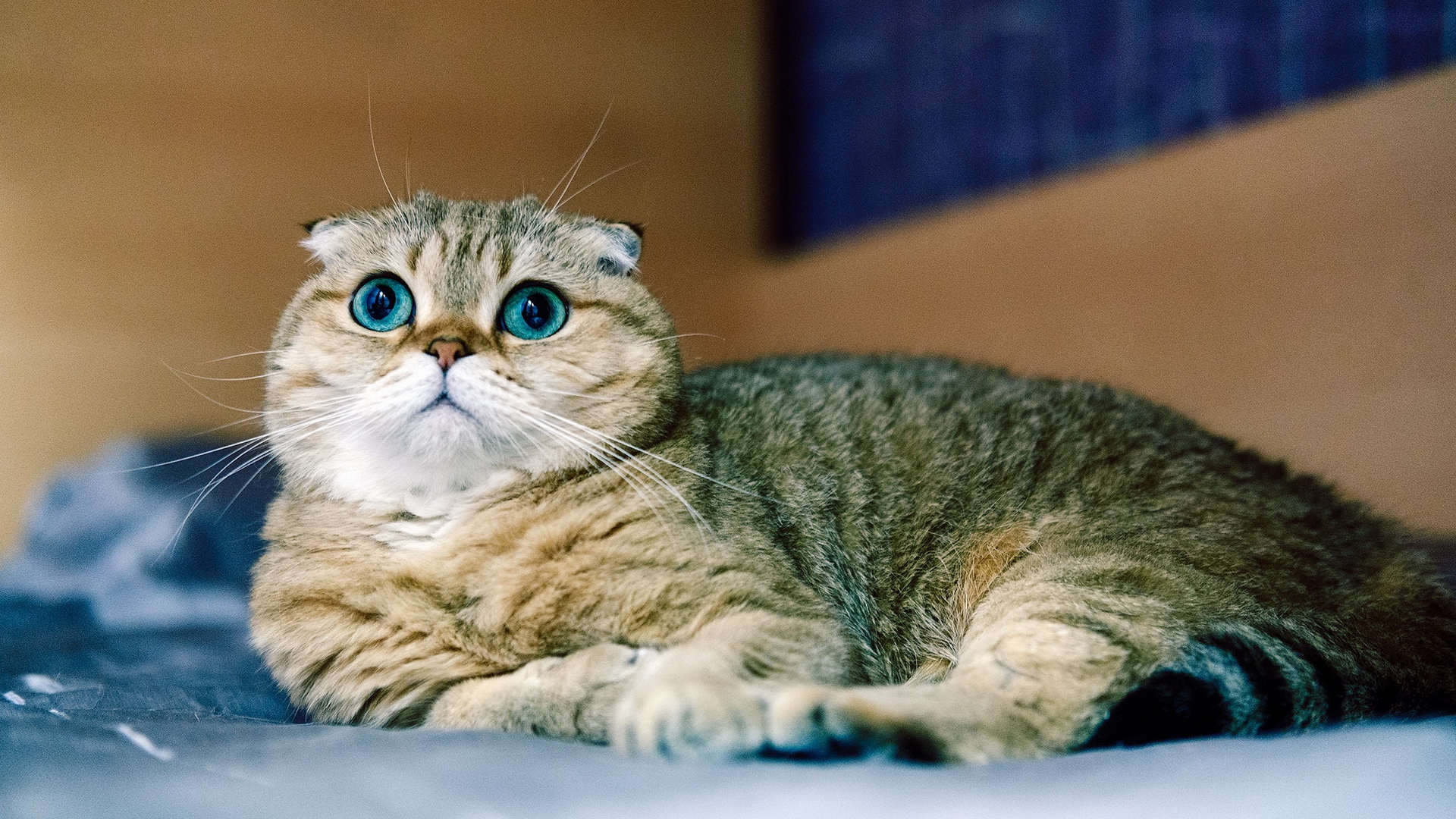 кот