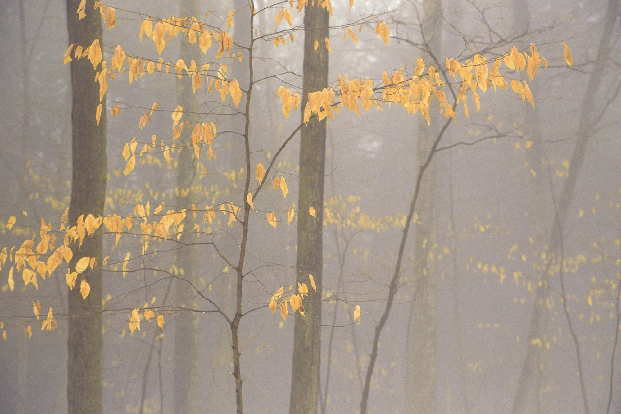Осенние листья в тумане