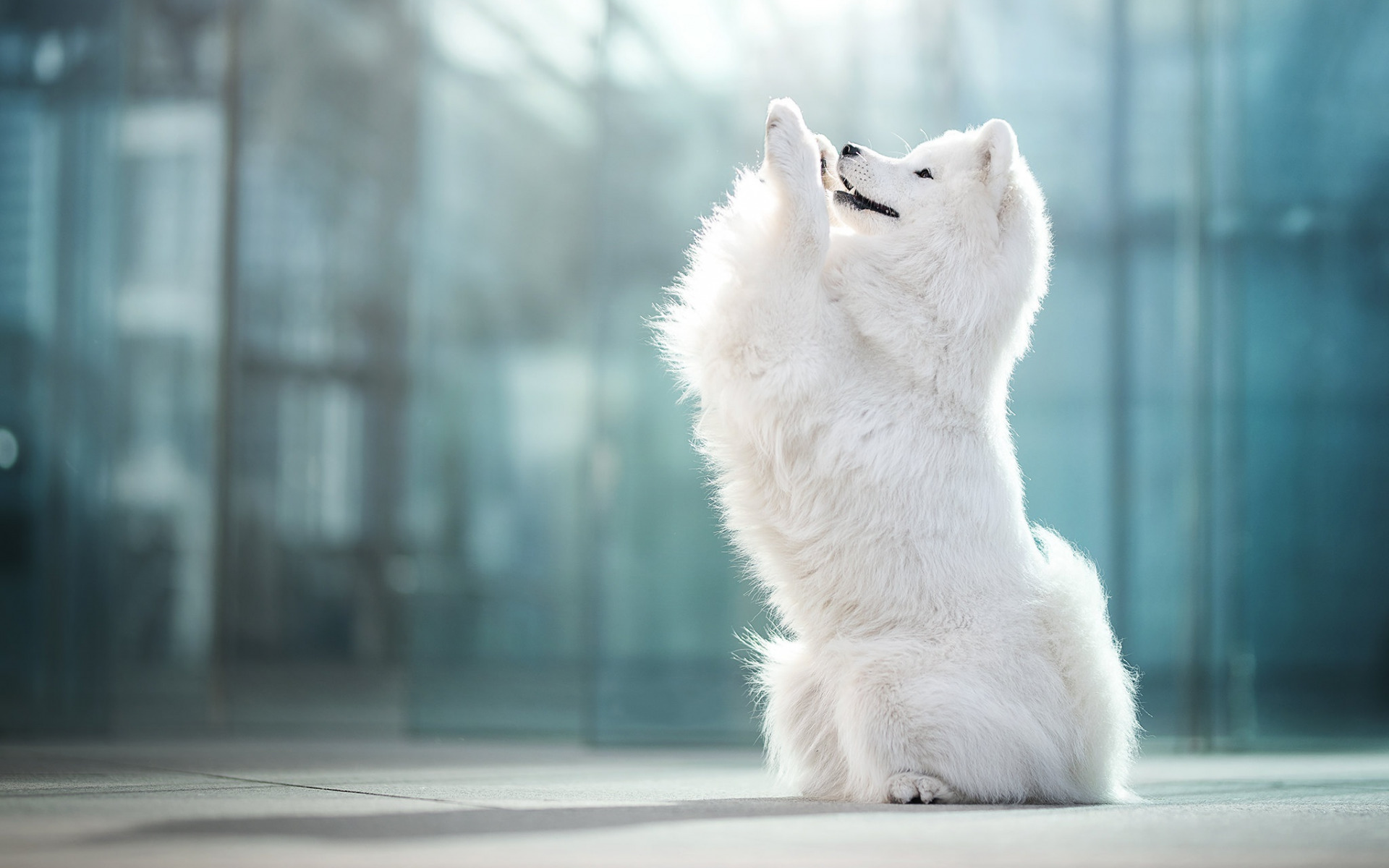 собака, samoyed