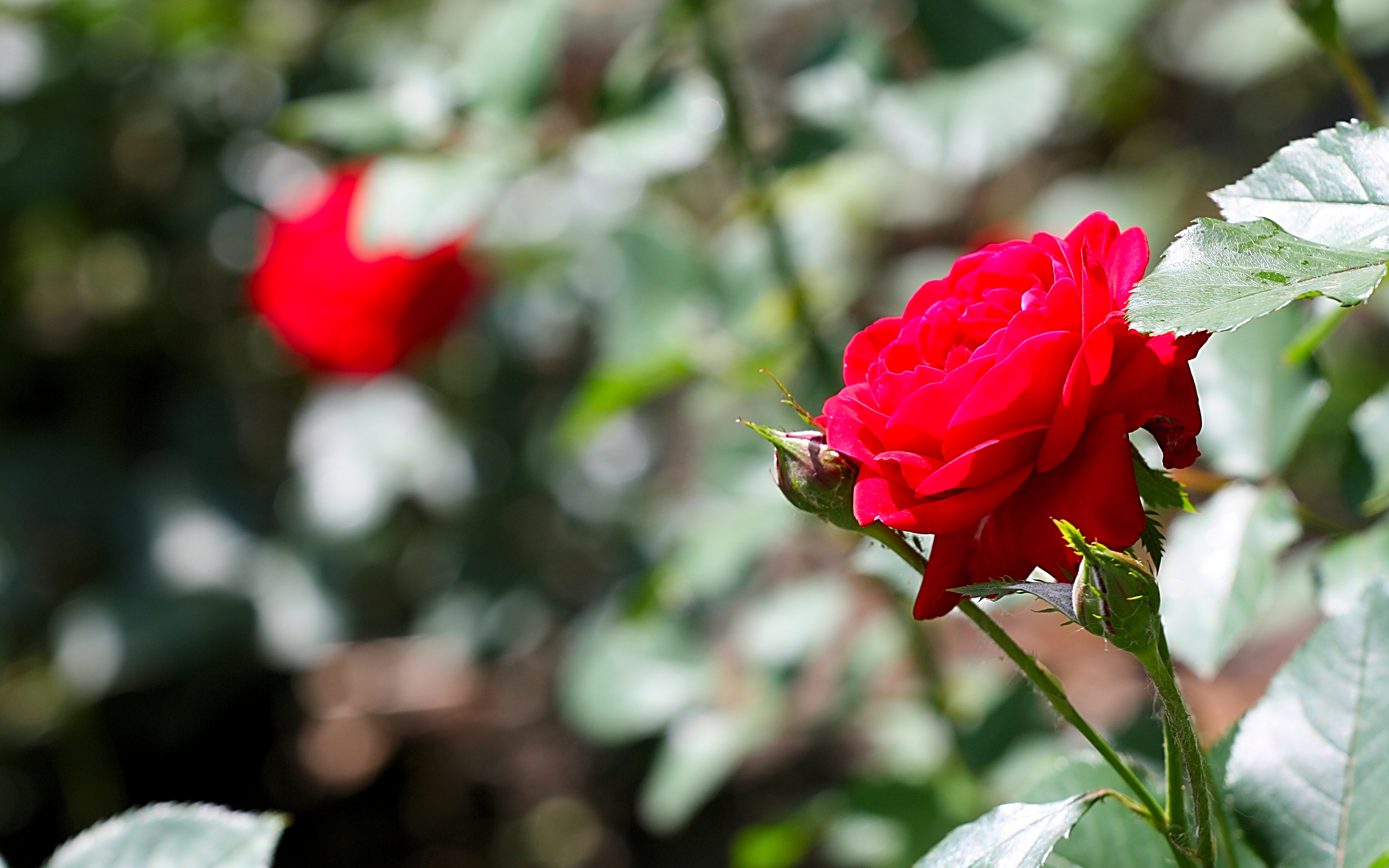 красная роза цветок природа загрузить