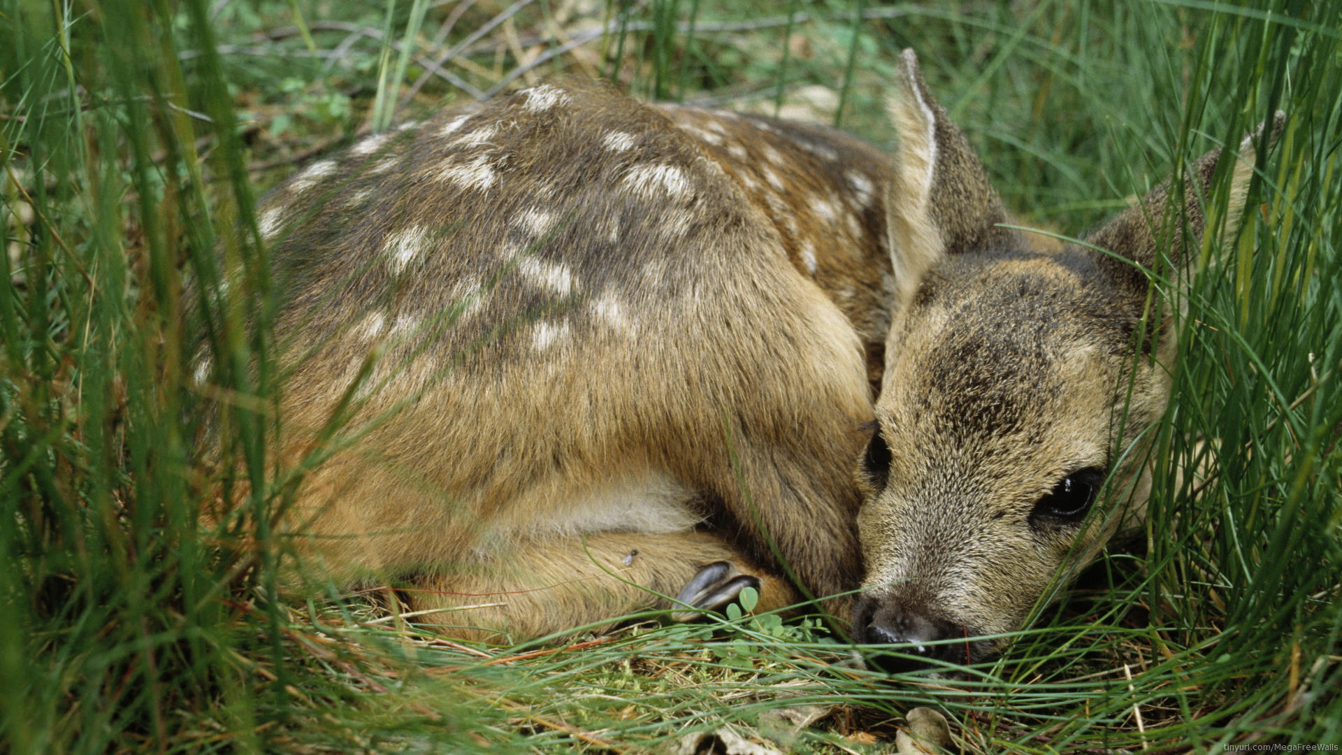 cerf, ecran, ласки